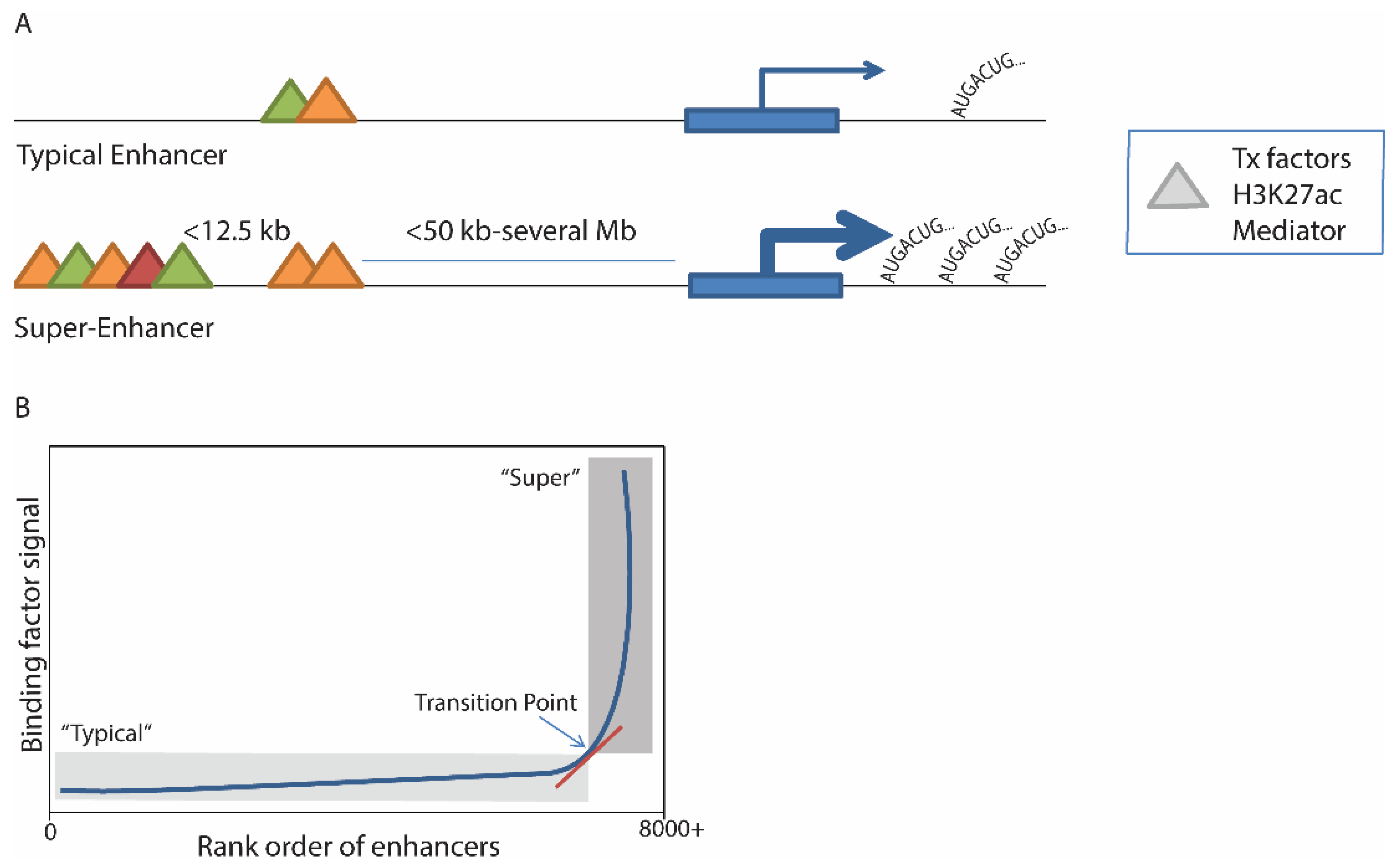 The Number of Transcription Factors at an Enhancer