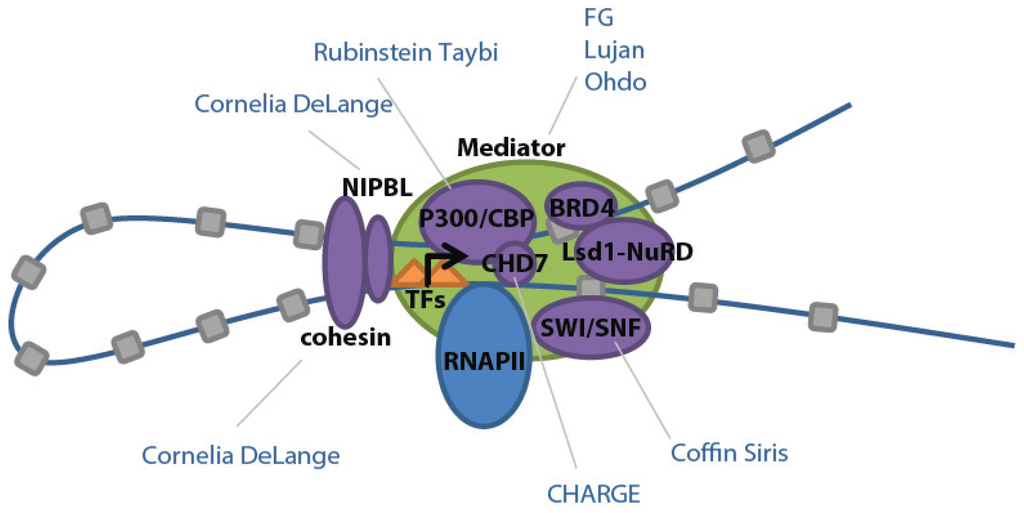 Eukaryotic transcription – Chromosomes, Genes, and Traits