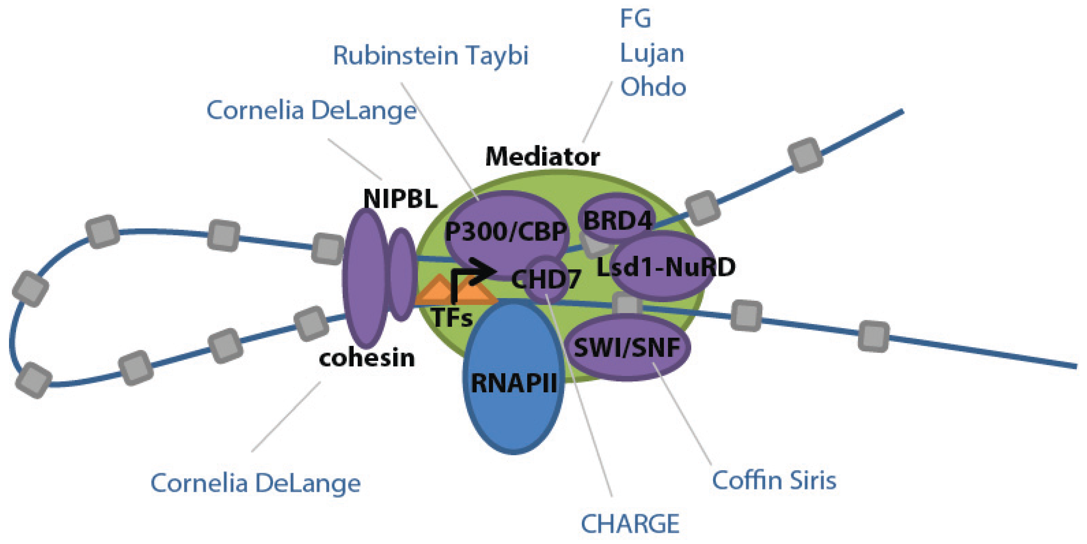 Amazon | Eukaryotic Transcription Factors | Latchman, David
