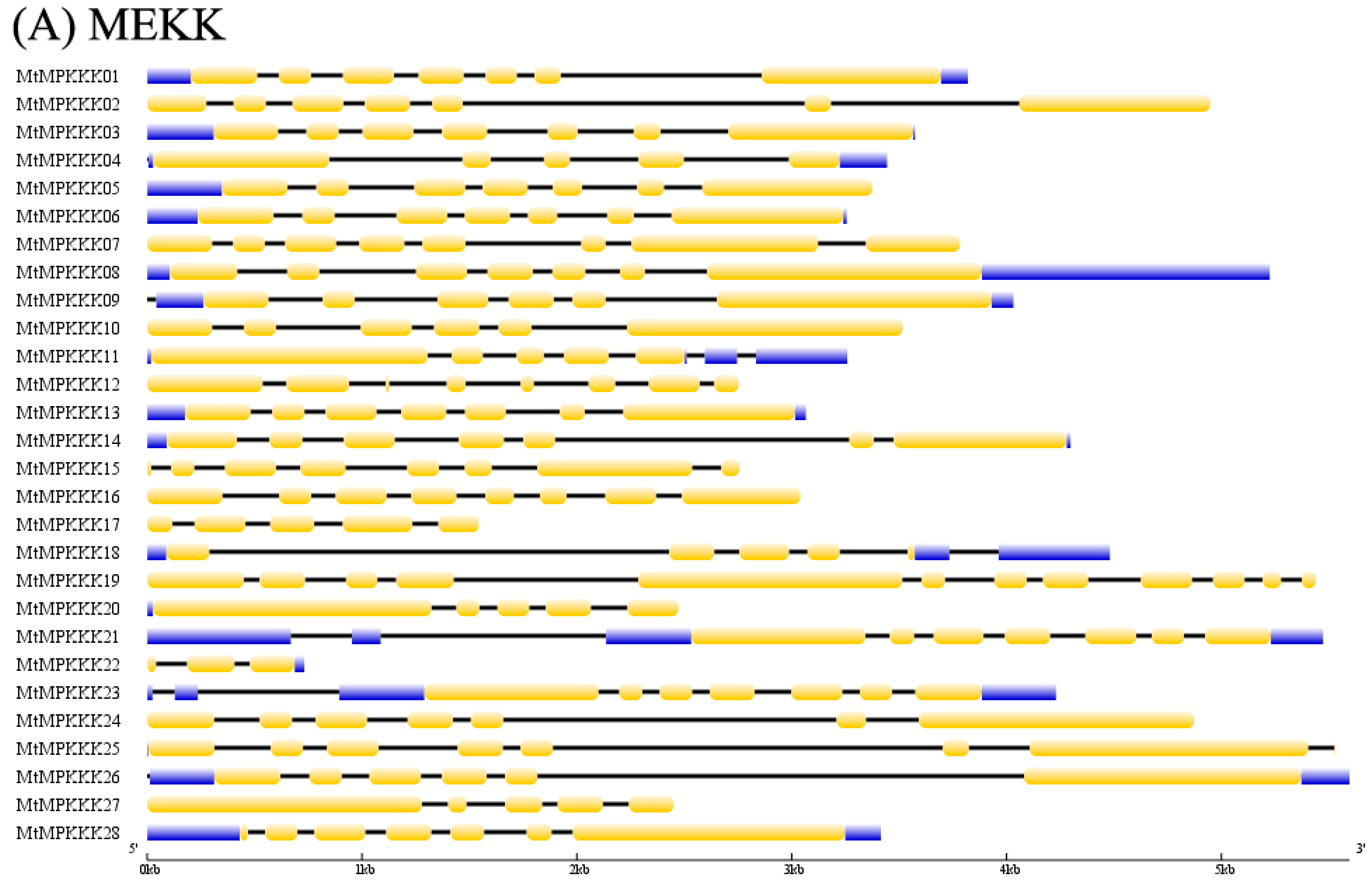 Genes 07 00013 g001a