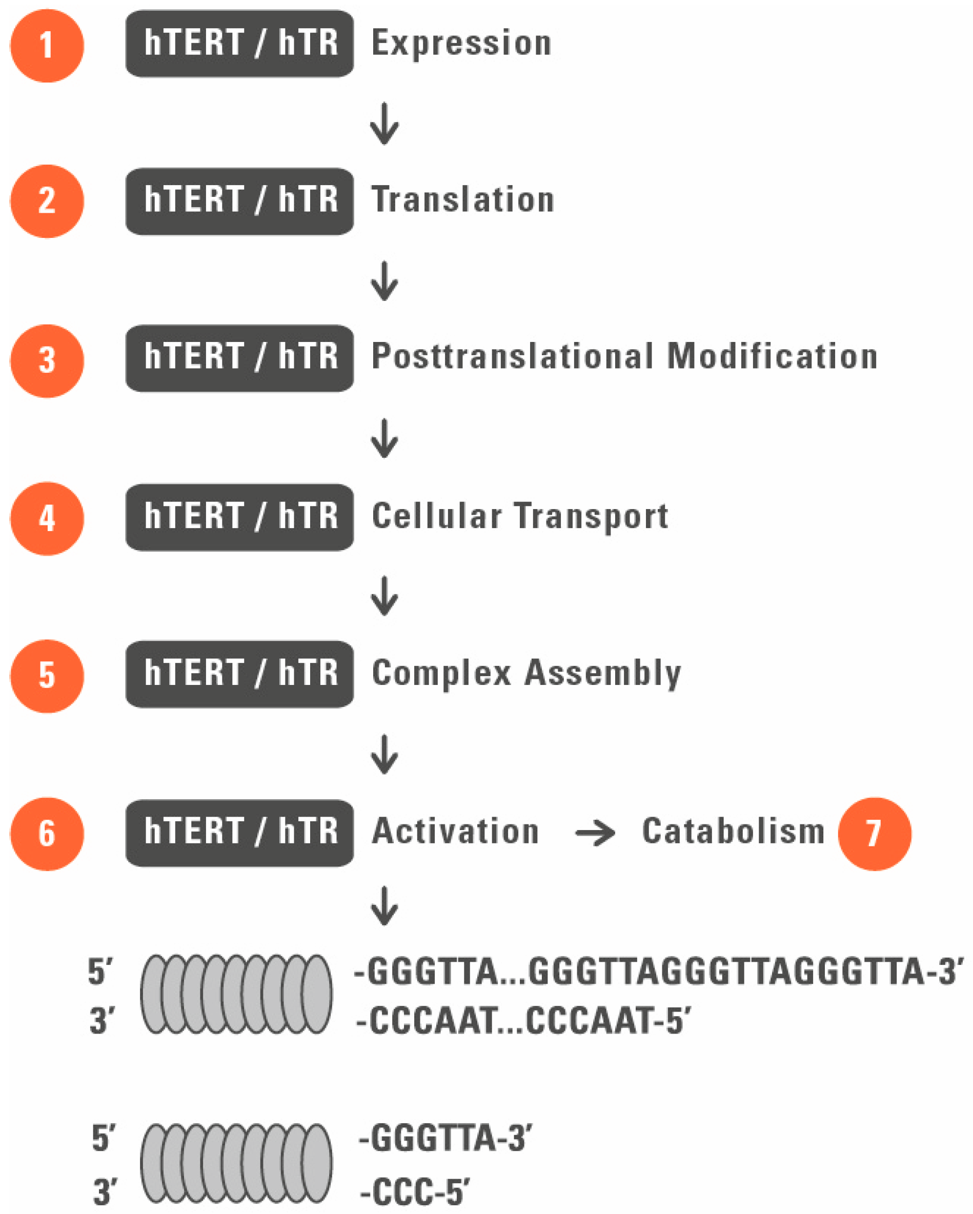 Genes 07 00039 g002