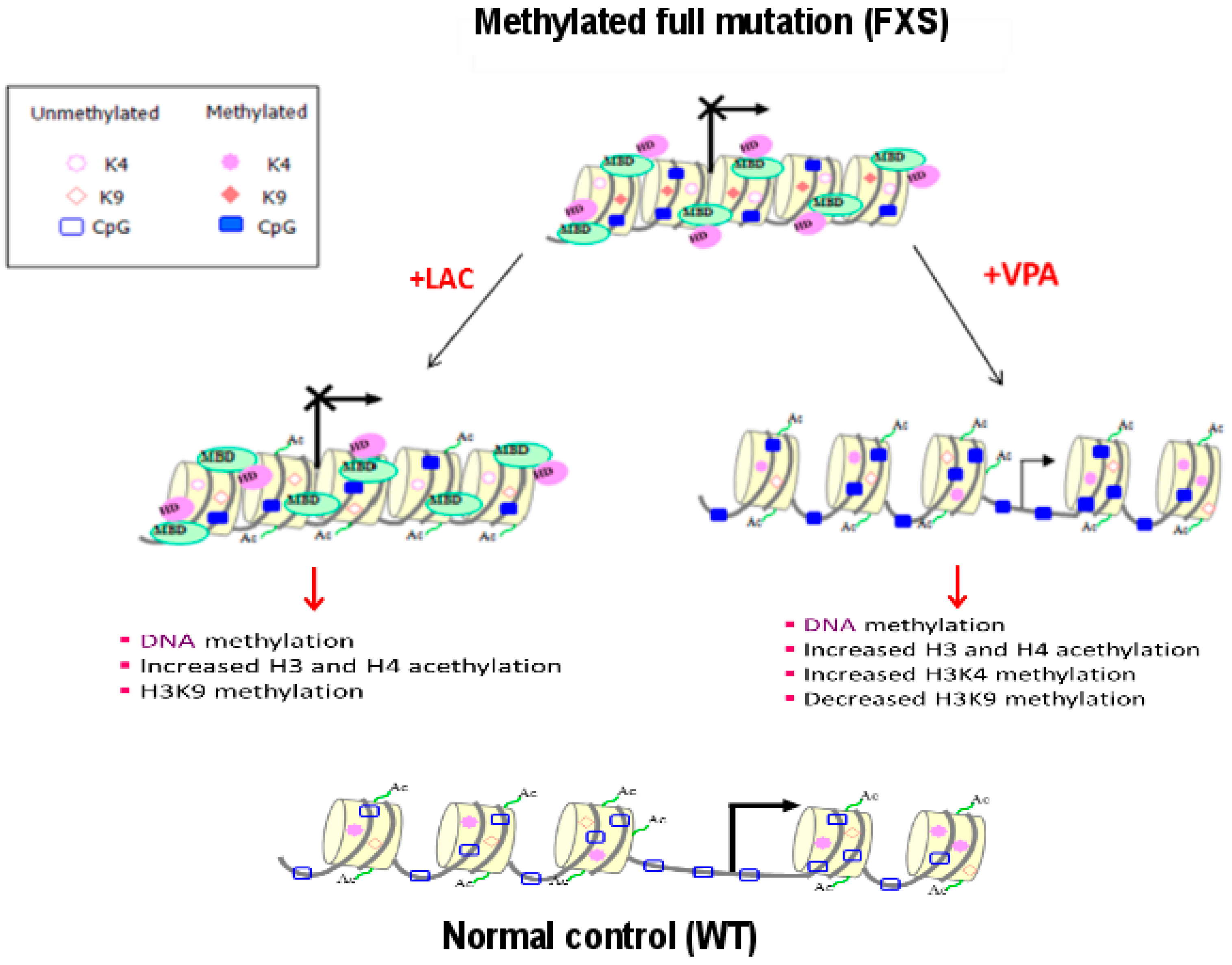 Genes 07 00049 g005