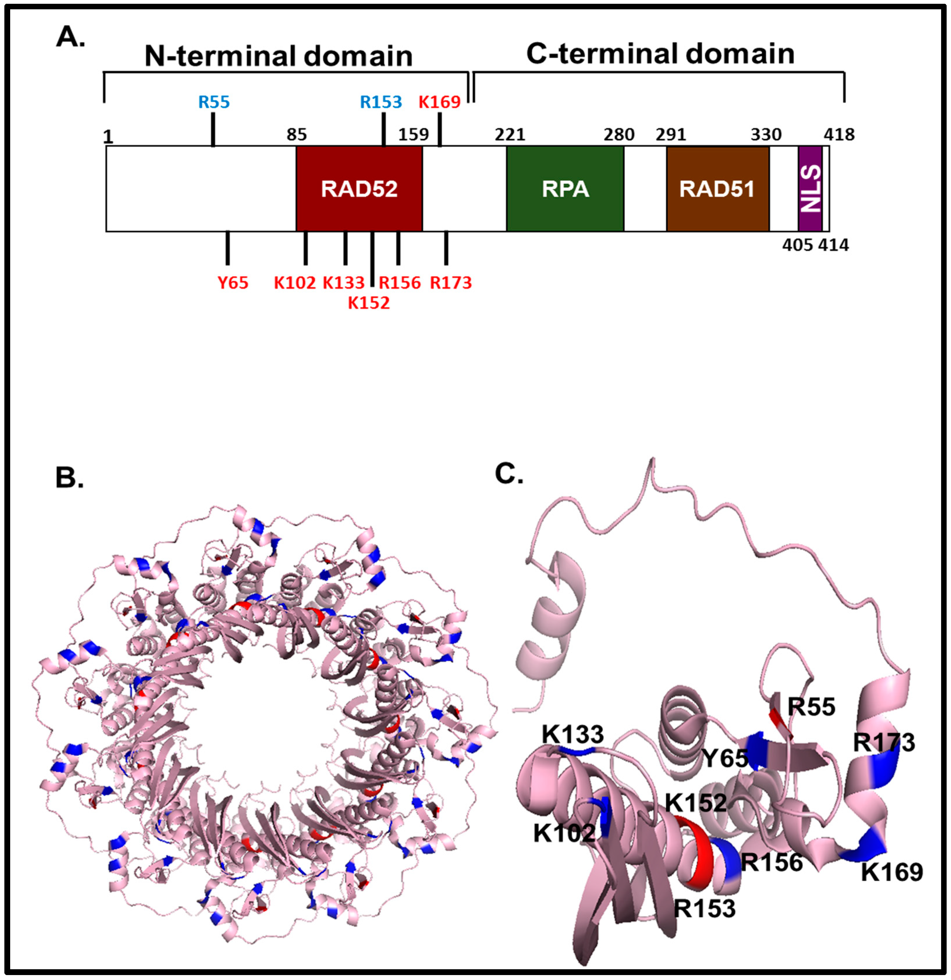 Genes Free Full Text Reappearance From Obscurity Mammalian