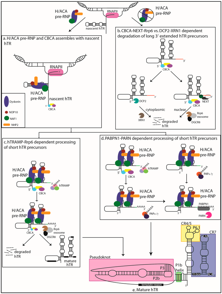 Telomerase Regulation from Beginning to the End Biology Diagrams