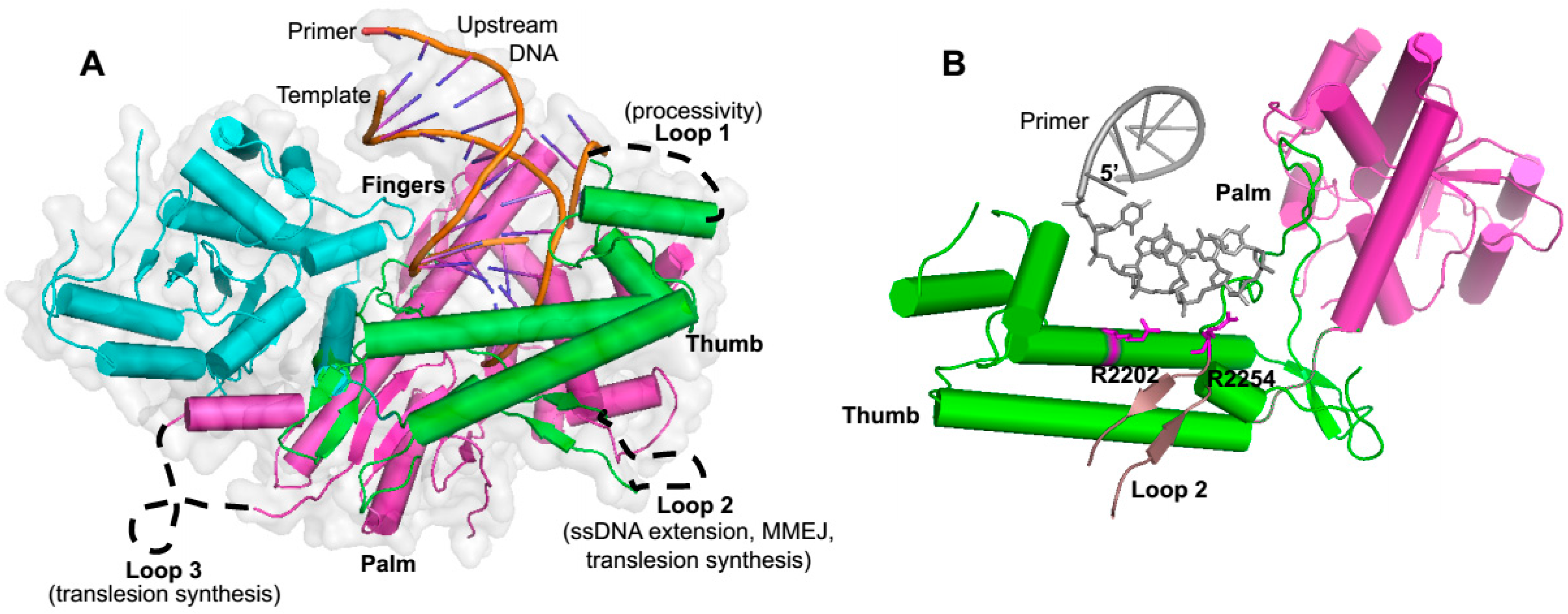 Genes 07 00067 g003 1024