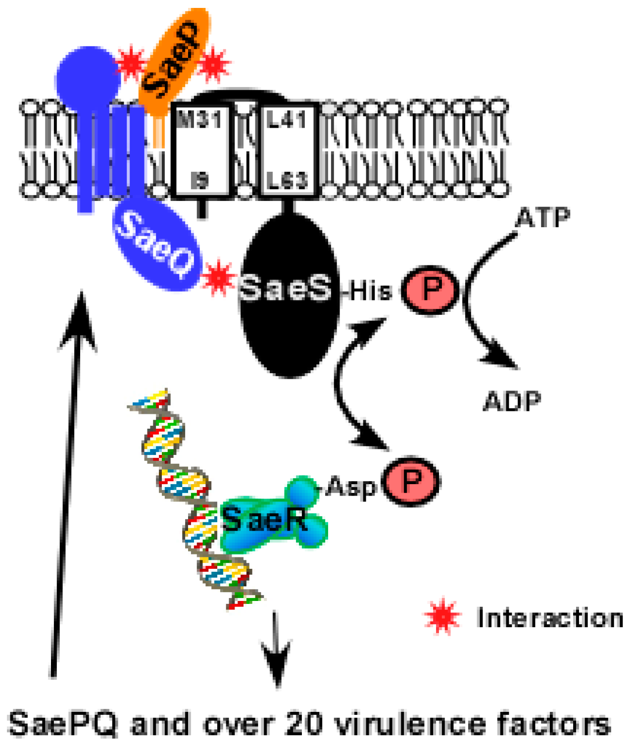 Genes 07 00081 g004