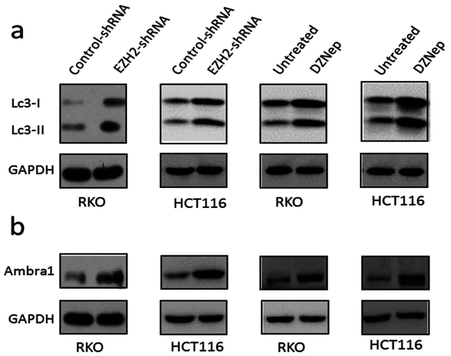 Genes 07 00083 g005