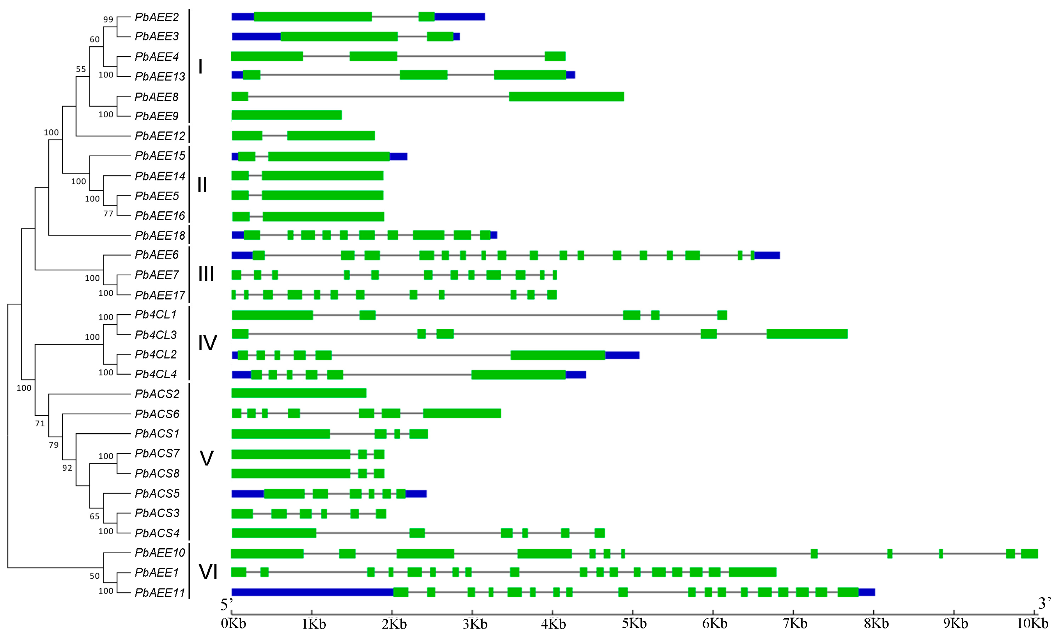 Genes 07 00089 g002