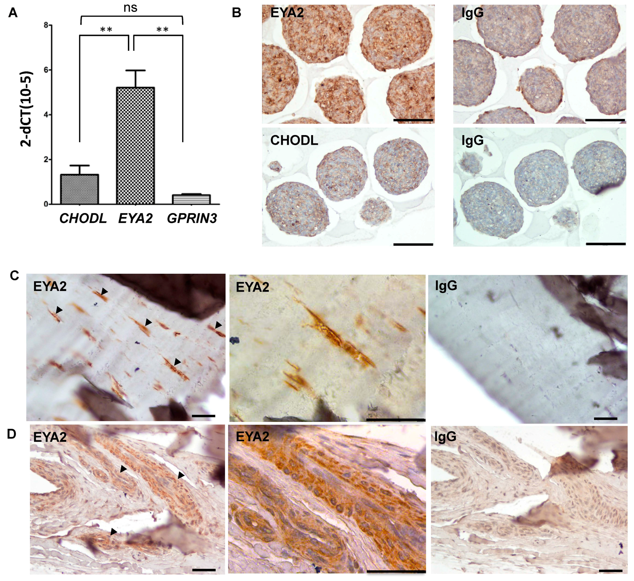 Genes 07 00097 g004 550