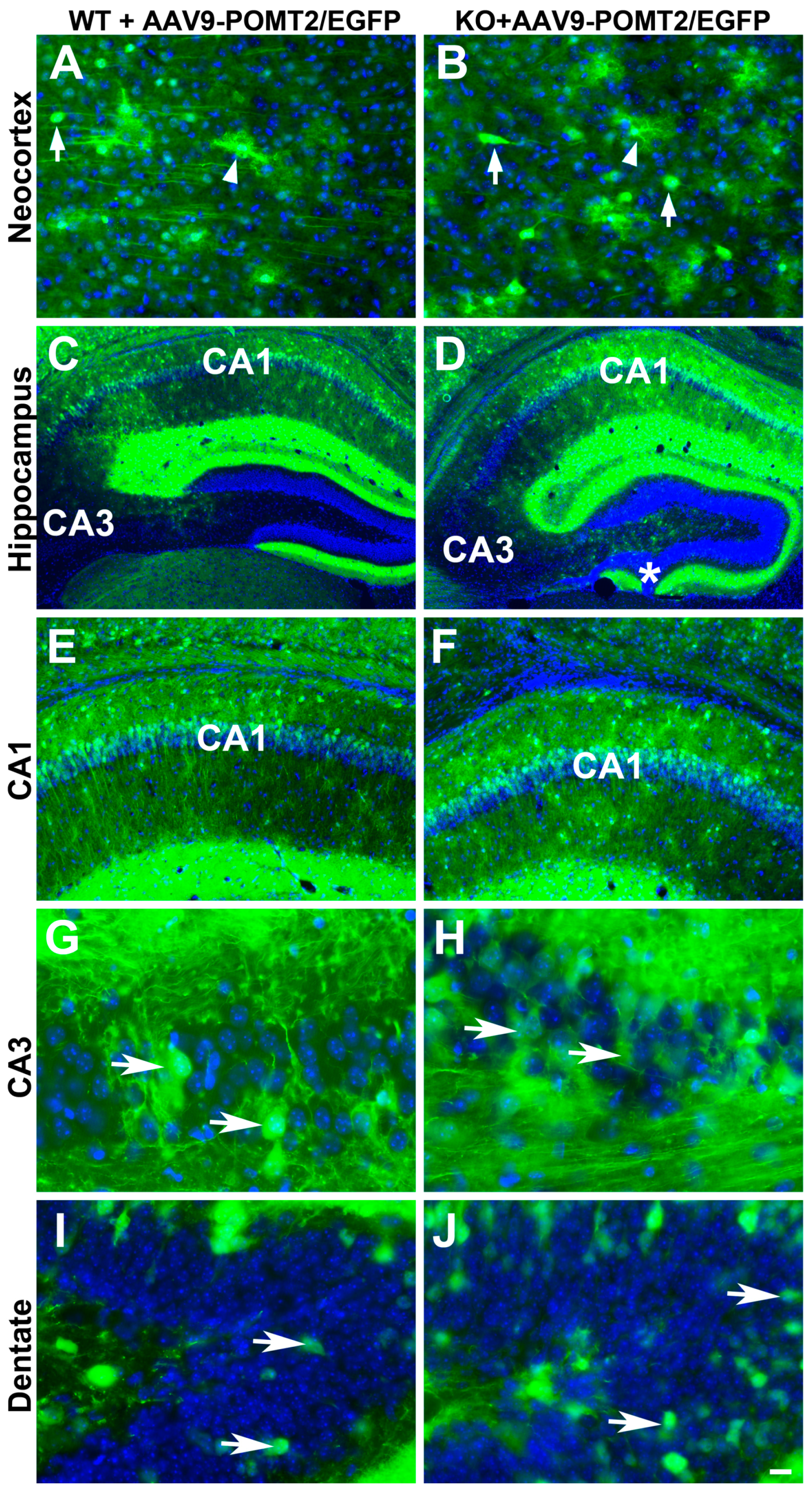 Genes 07 00105 g002
