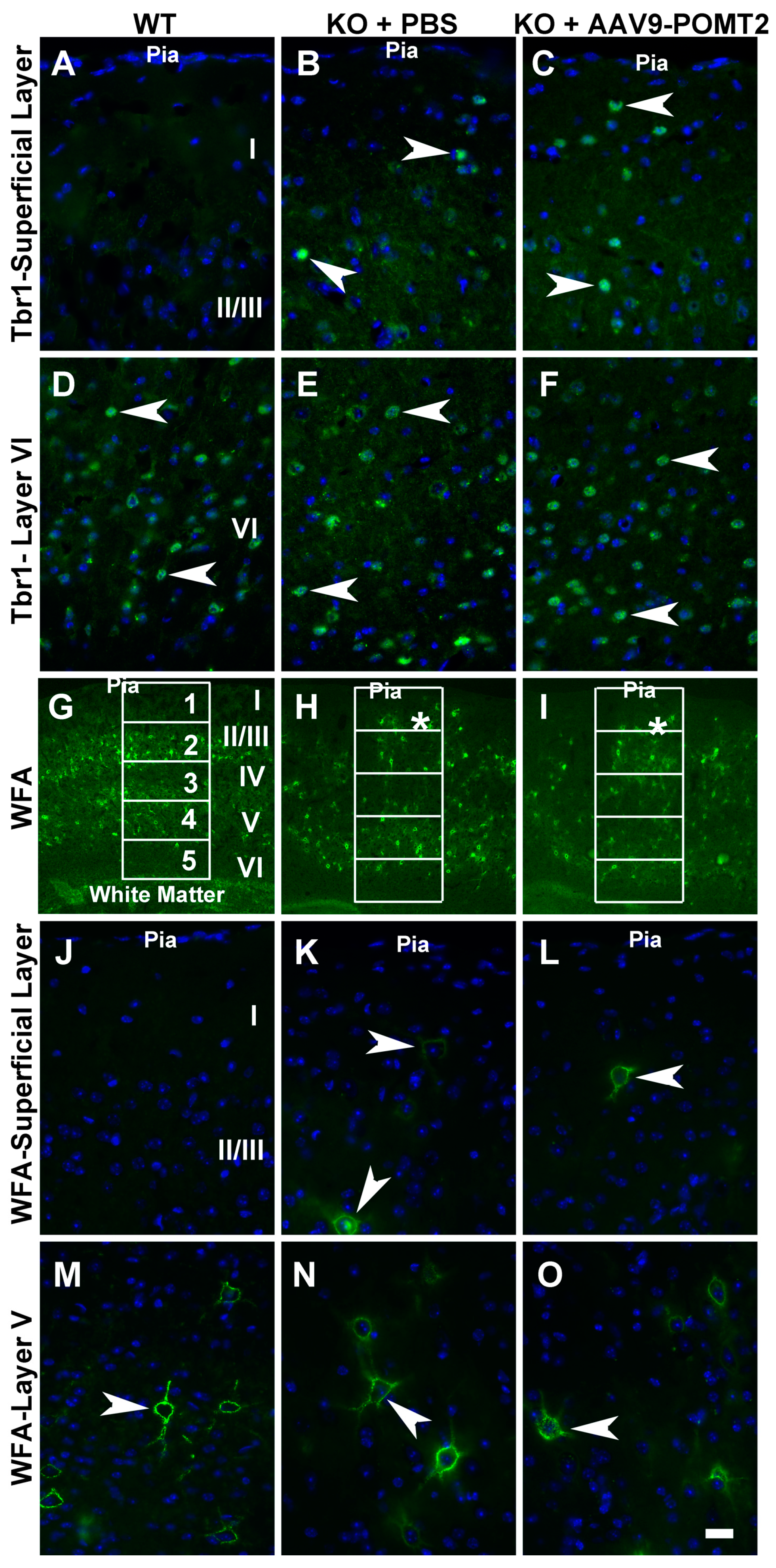Genes 07 00105 g005