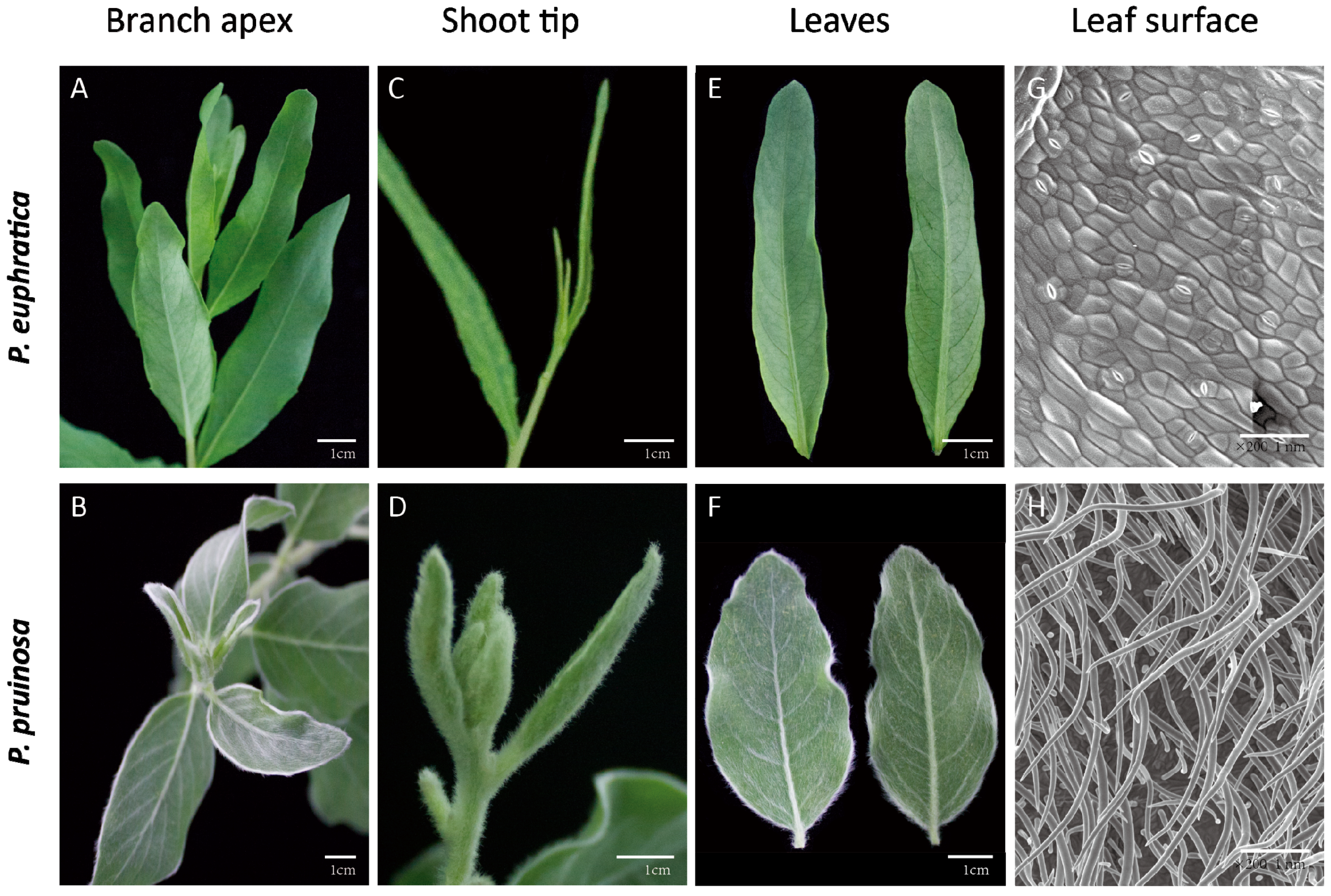 Genes 07 00111 g001 550