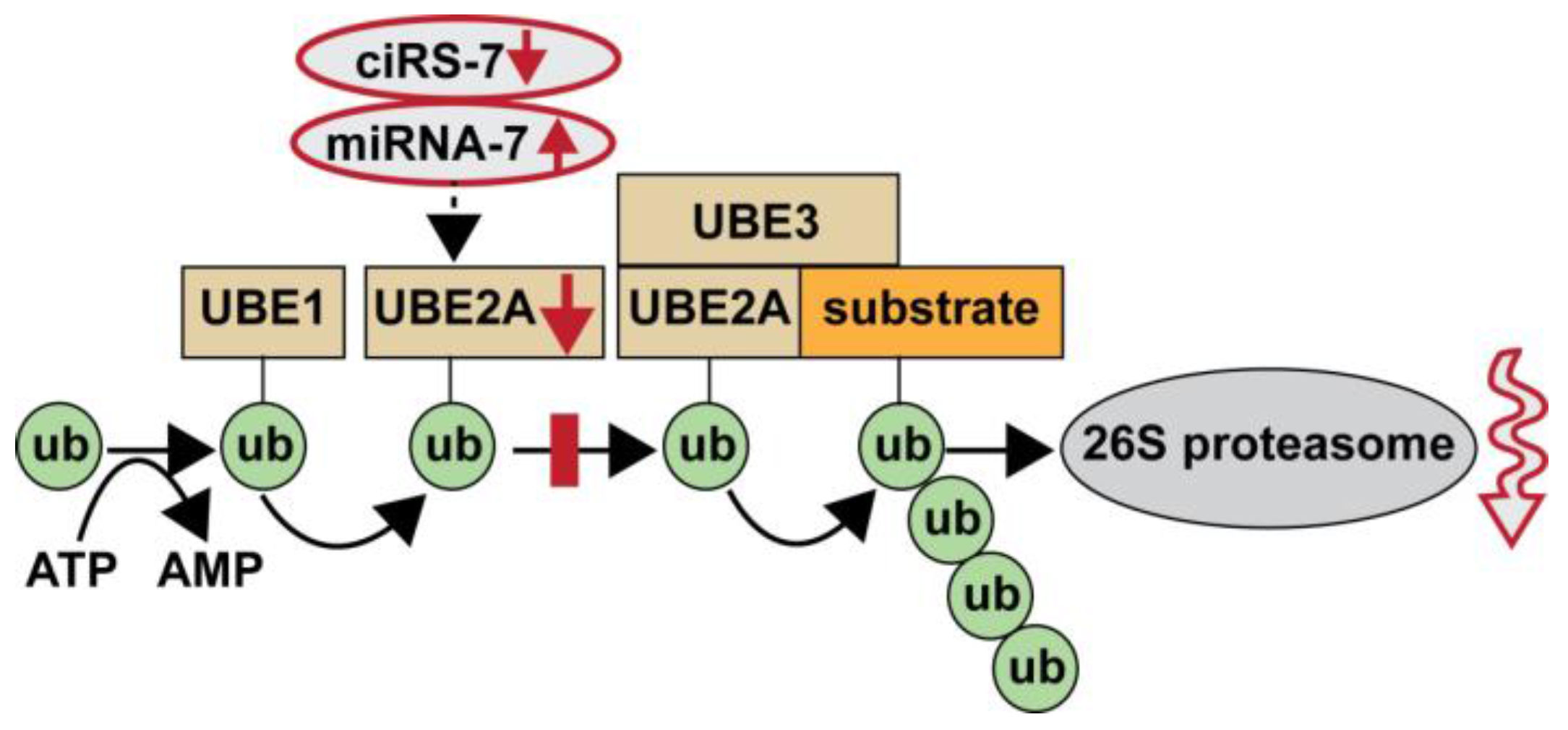 Genes 07 00116 g003