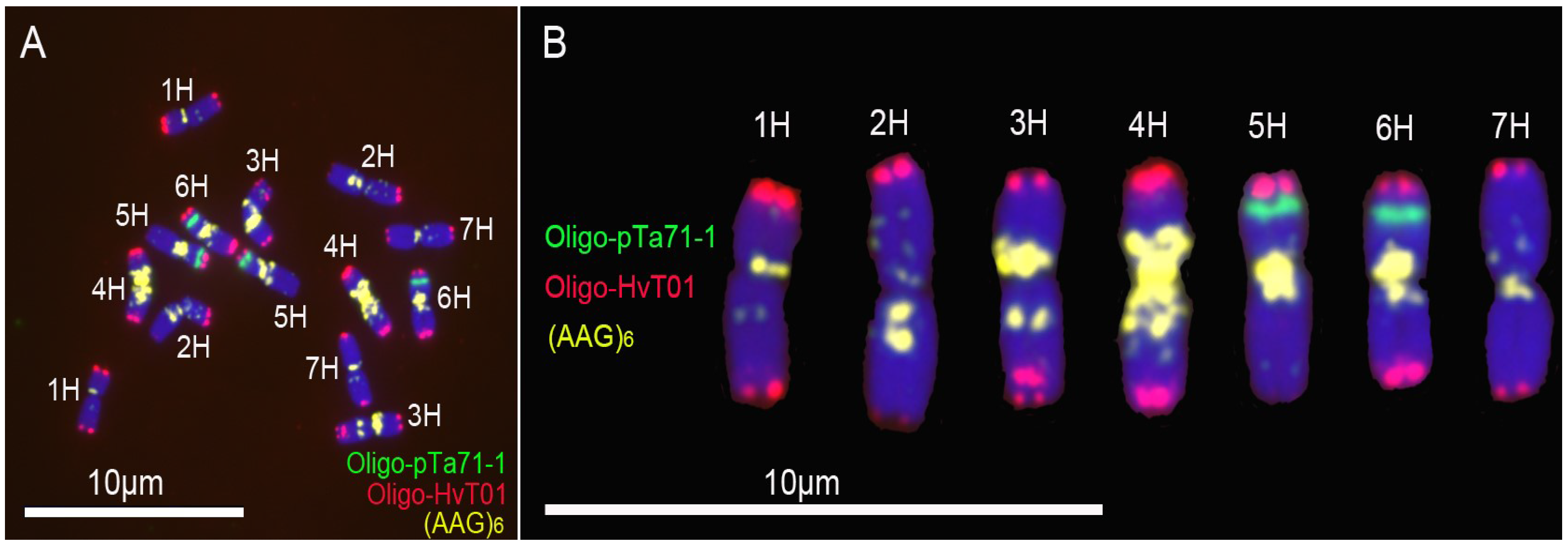 New Oligonucleotide Probes for ND-FISH Analysis to Identify