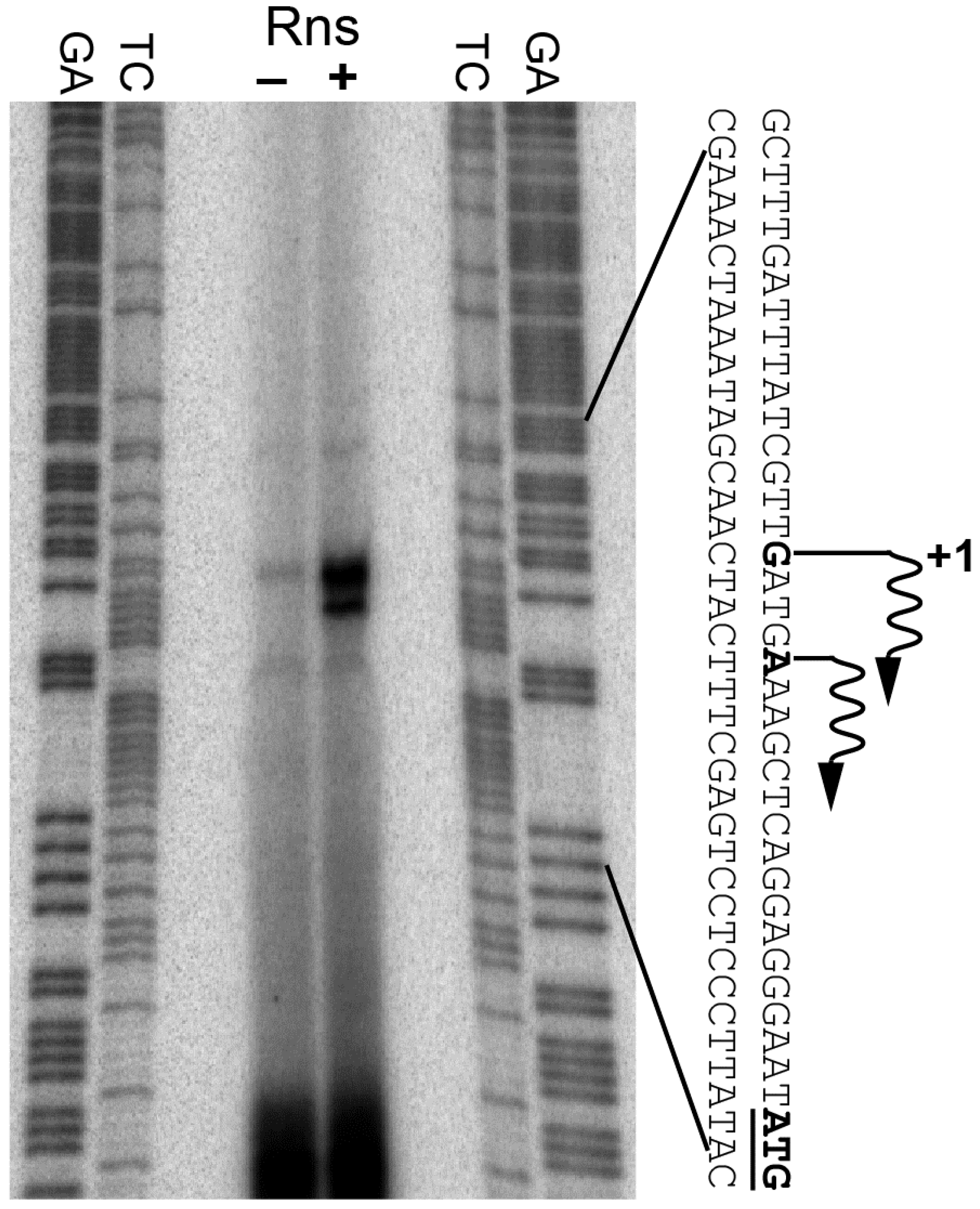 Genes 07 00120 g001