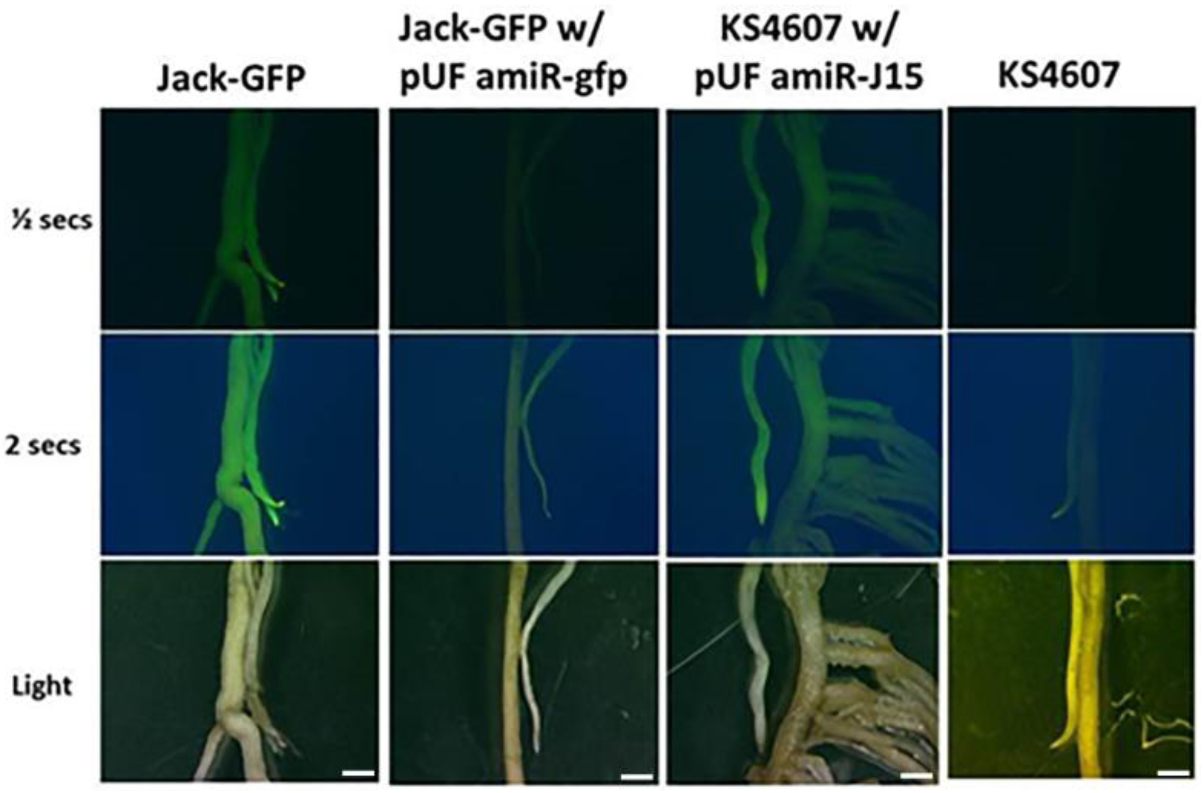 Genes 07 00122 g002