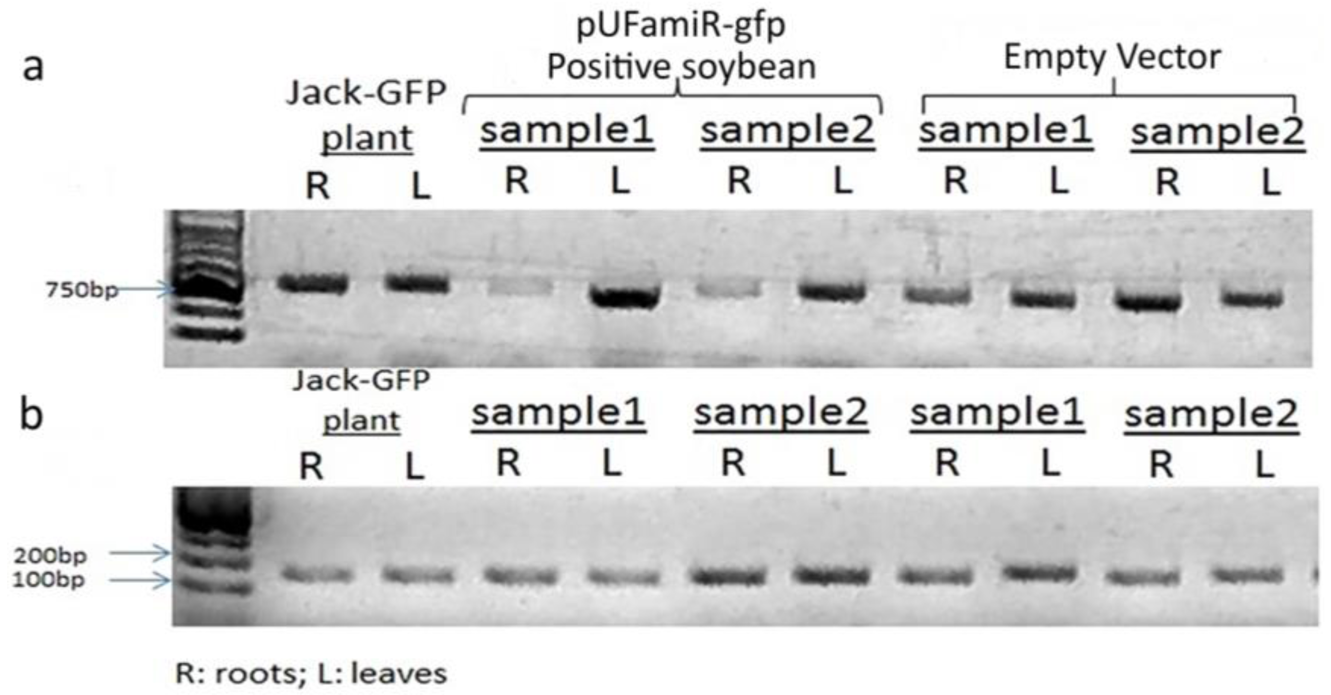 Genes 07 00122 g003