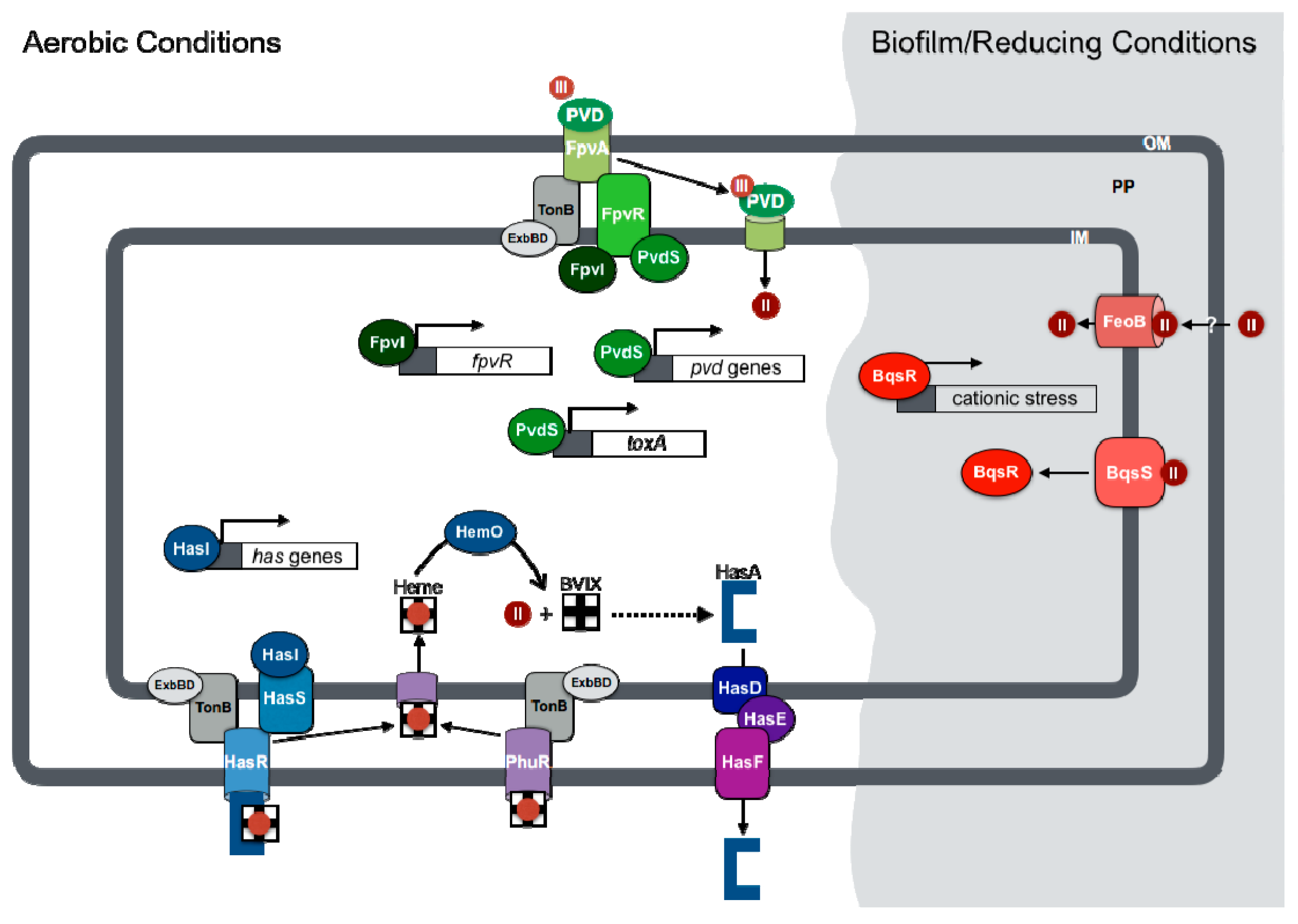 Genes 07 00126 g001 550