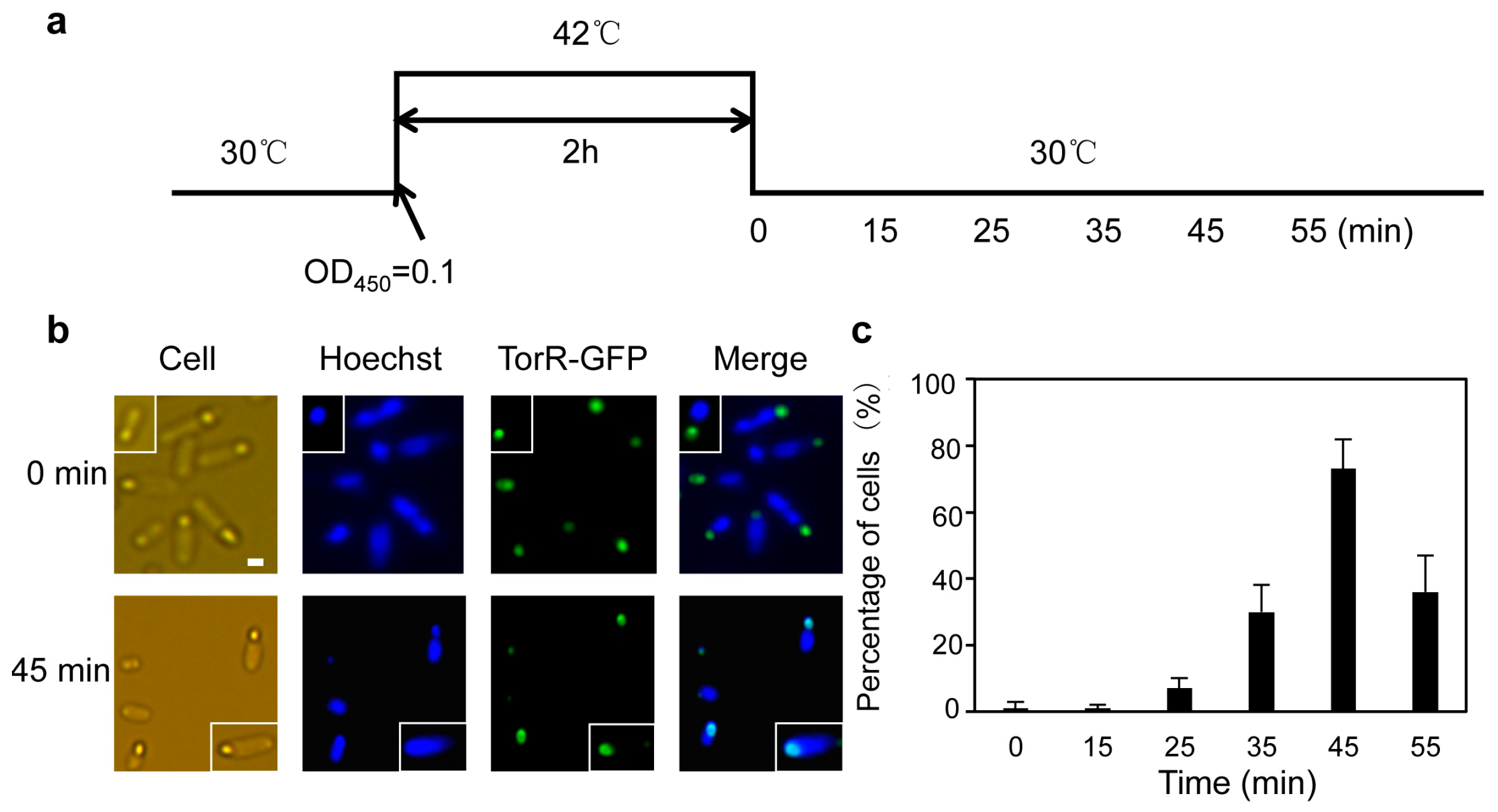 Genes 08 00001 g002