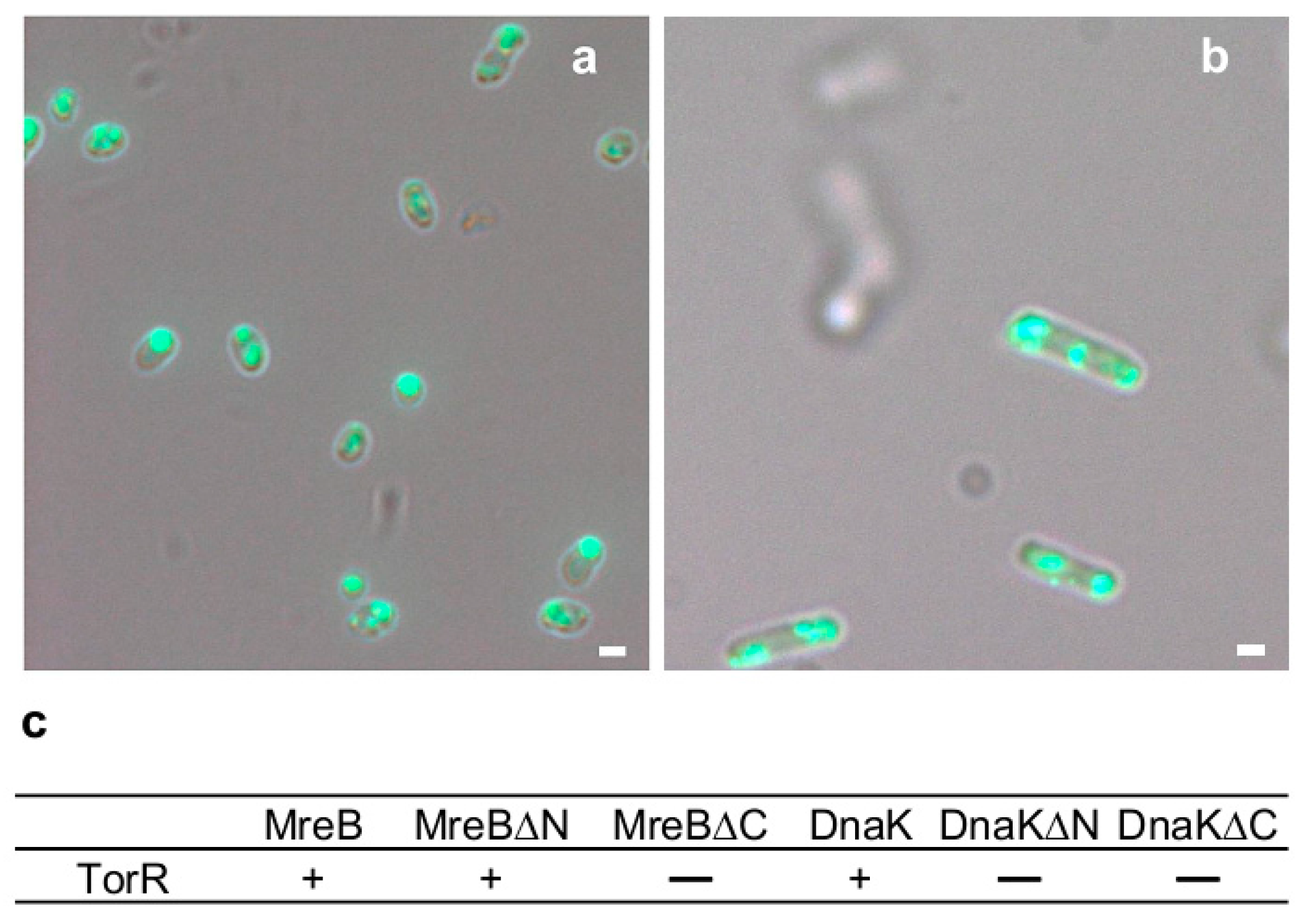 Genes 08 00001 g004