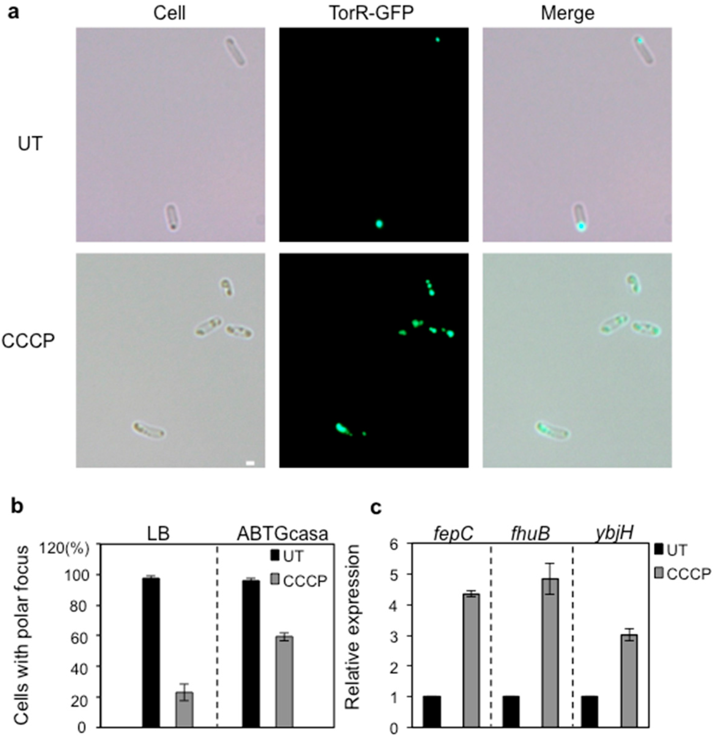 Genes 08 00001 g005