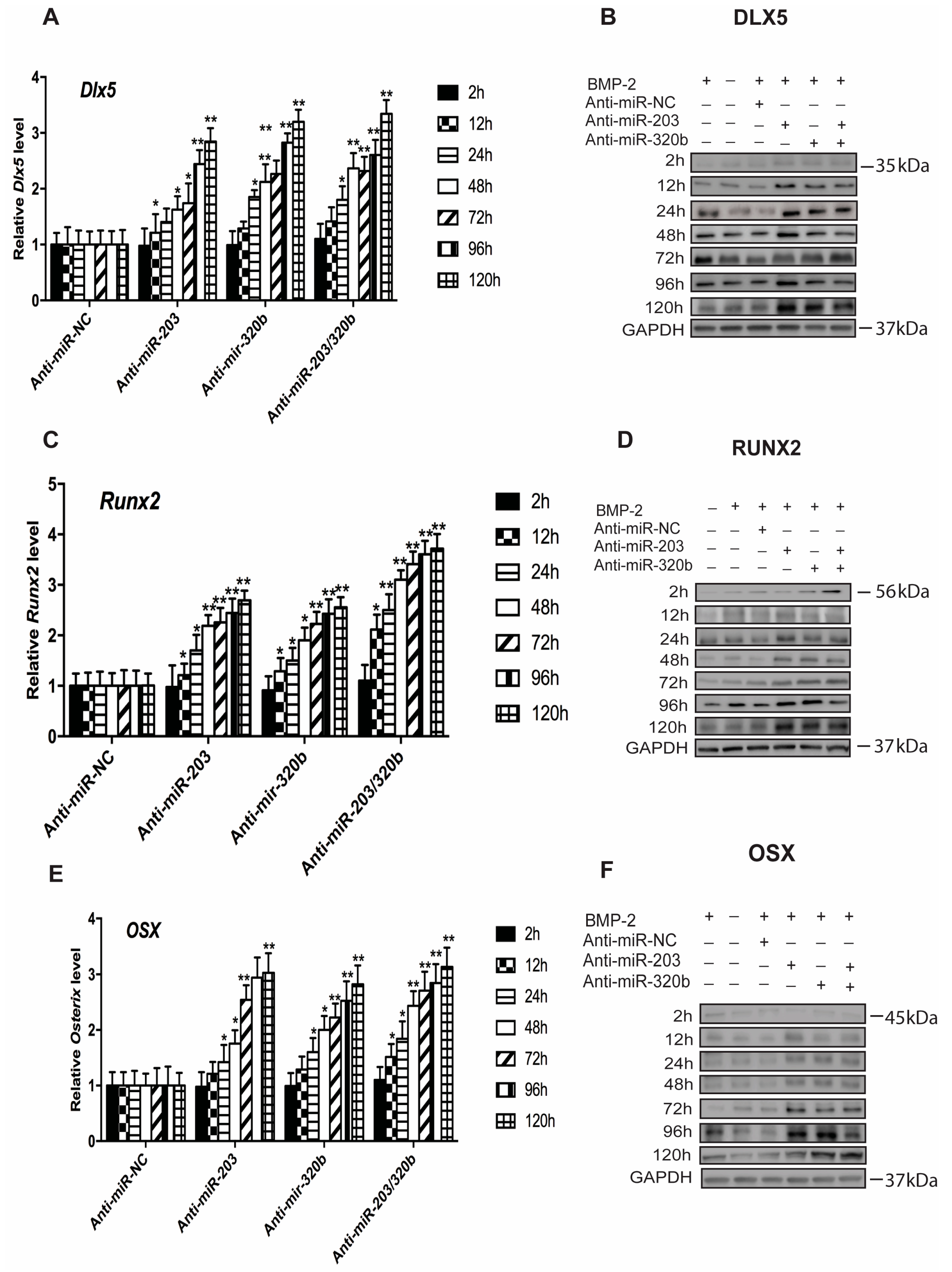 Genes 08 00004 g004