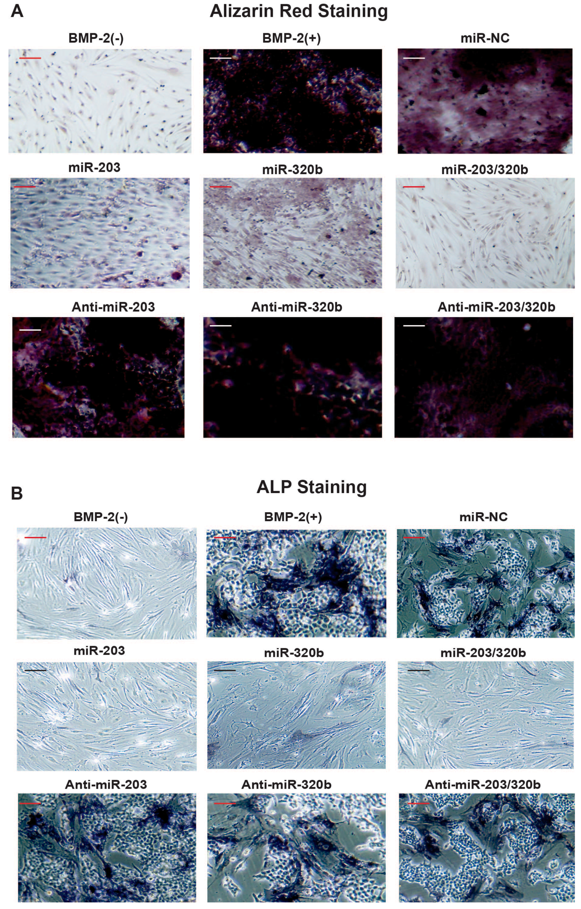 Genes 08 00004 g005