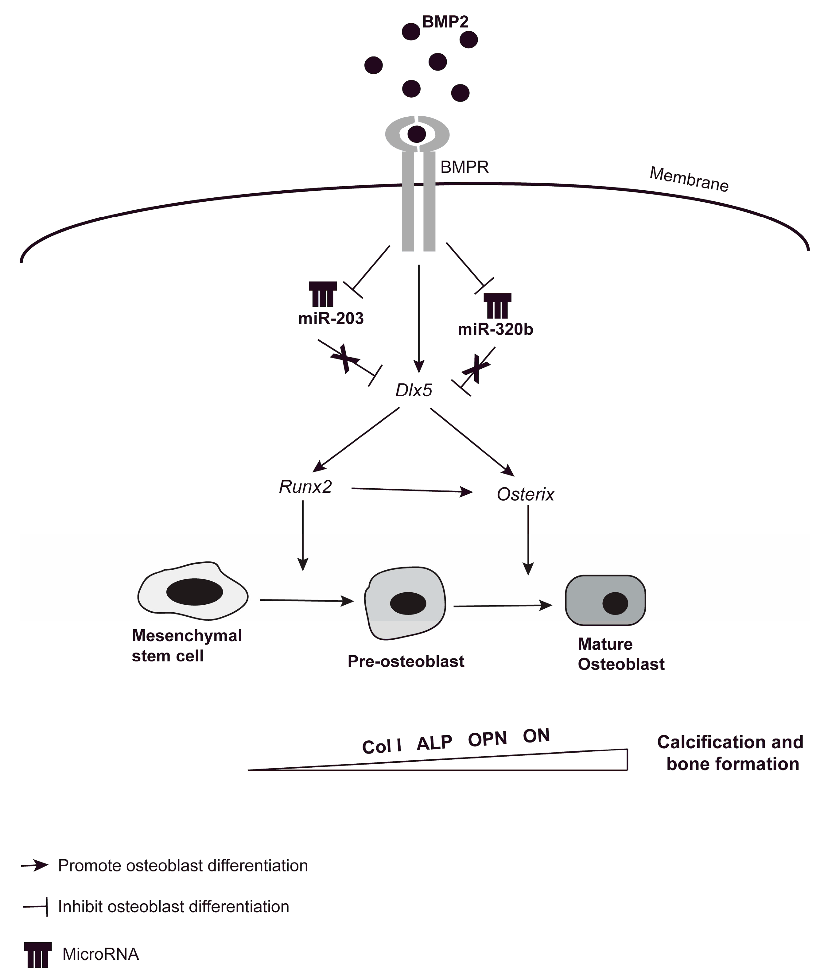 Genes 08 00004 g007