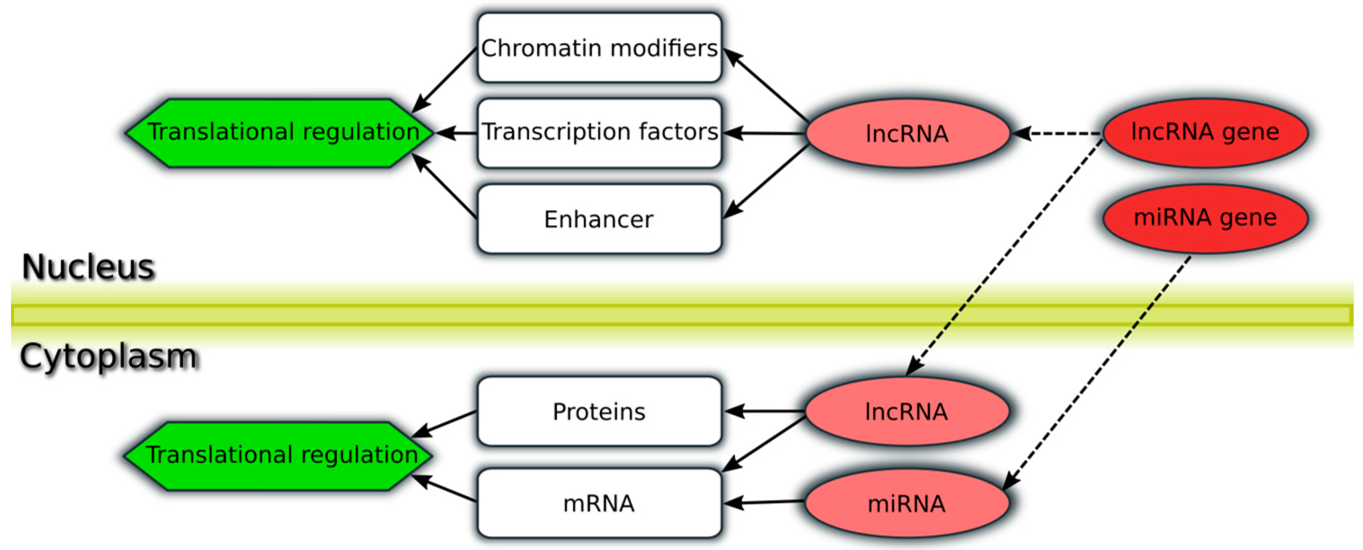 Genes 08 00008 g001