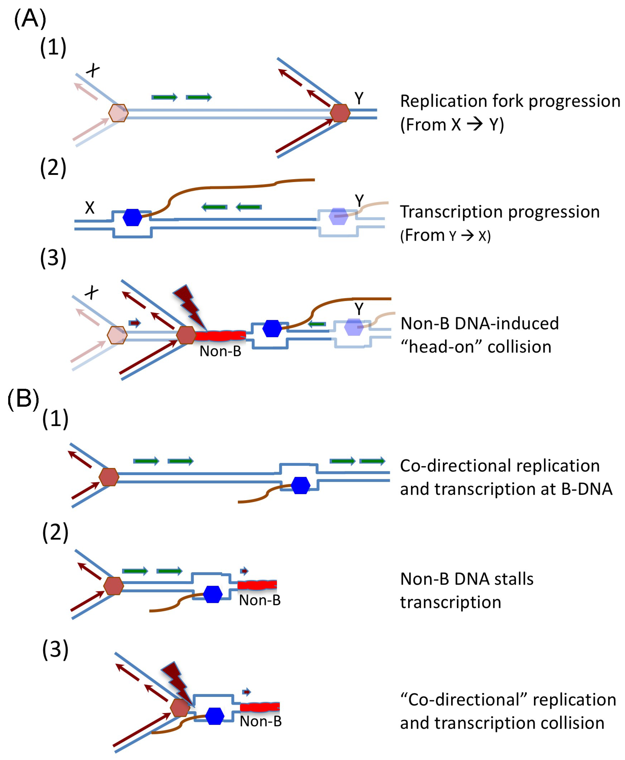 Genes Free Full Text Effects Of Replication And Transcription On Dna Structure Related Genetic Instability Html