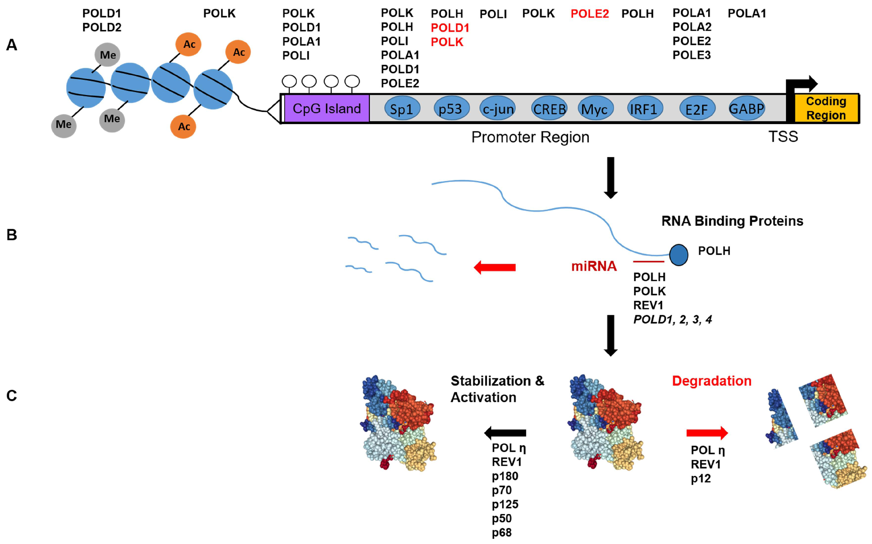 | Free | Maintenance of Genome Integrity: How Mammalian Cells Orchestrate Genome Duplication by Coordinating Replicative and Specialized DNA Polymerases