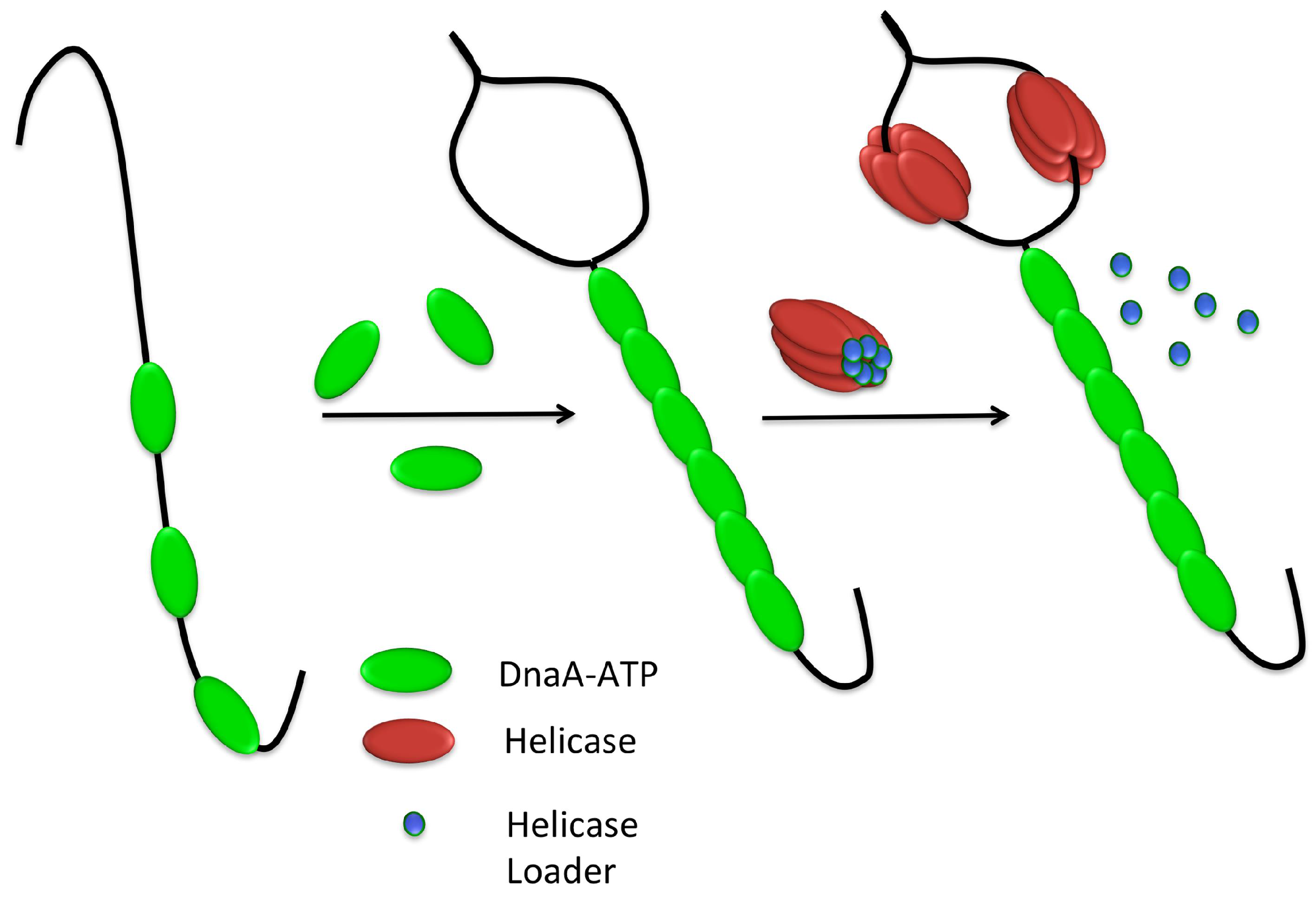 Genes | Free Full-Text | Control of Initiation of DNA Replication in Bacillus subtilis and Escherichia coli Genes | Free Full-Text | Control of Initiation of DNA Replication in Bacillus subtilis and Escherichia coli