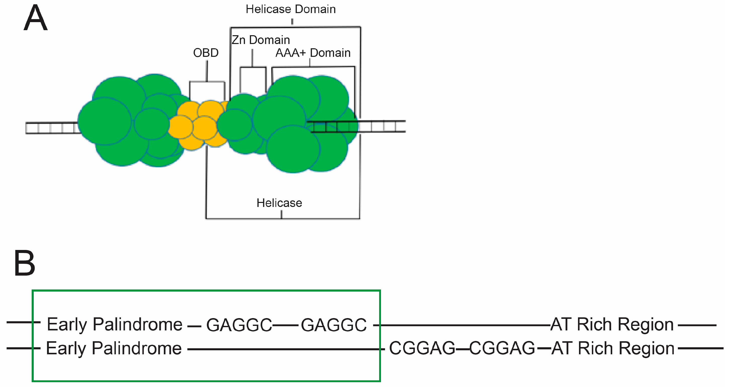 Genes 08 00026 g005