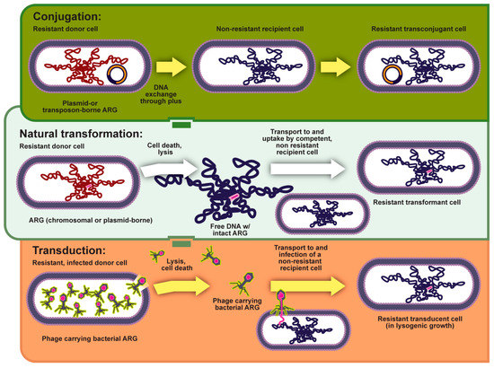 Genes Free Full Text The Plex Relationship Between Virulence And Antibiotic Resistance Html