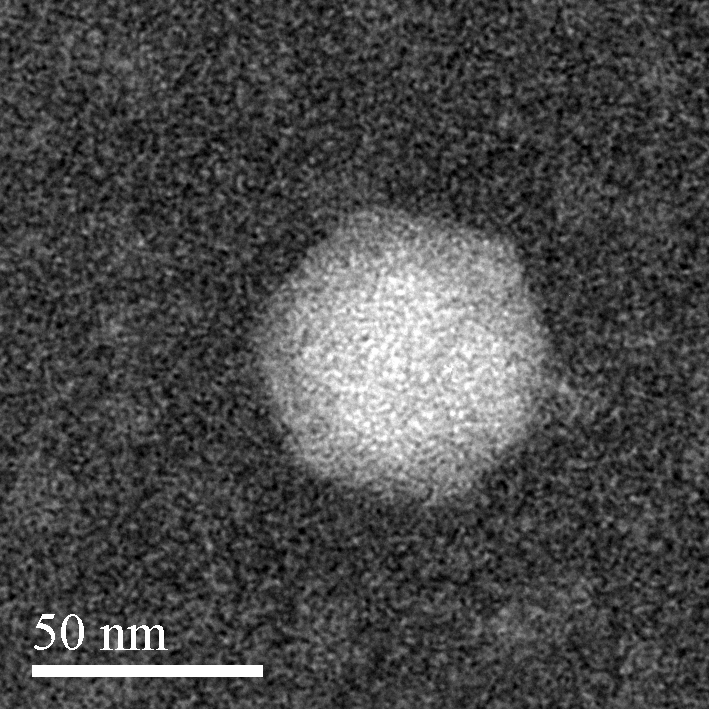 Genes 08 00040 g001