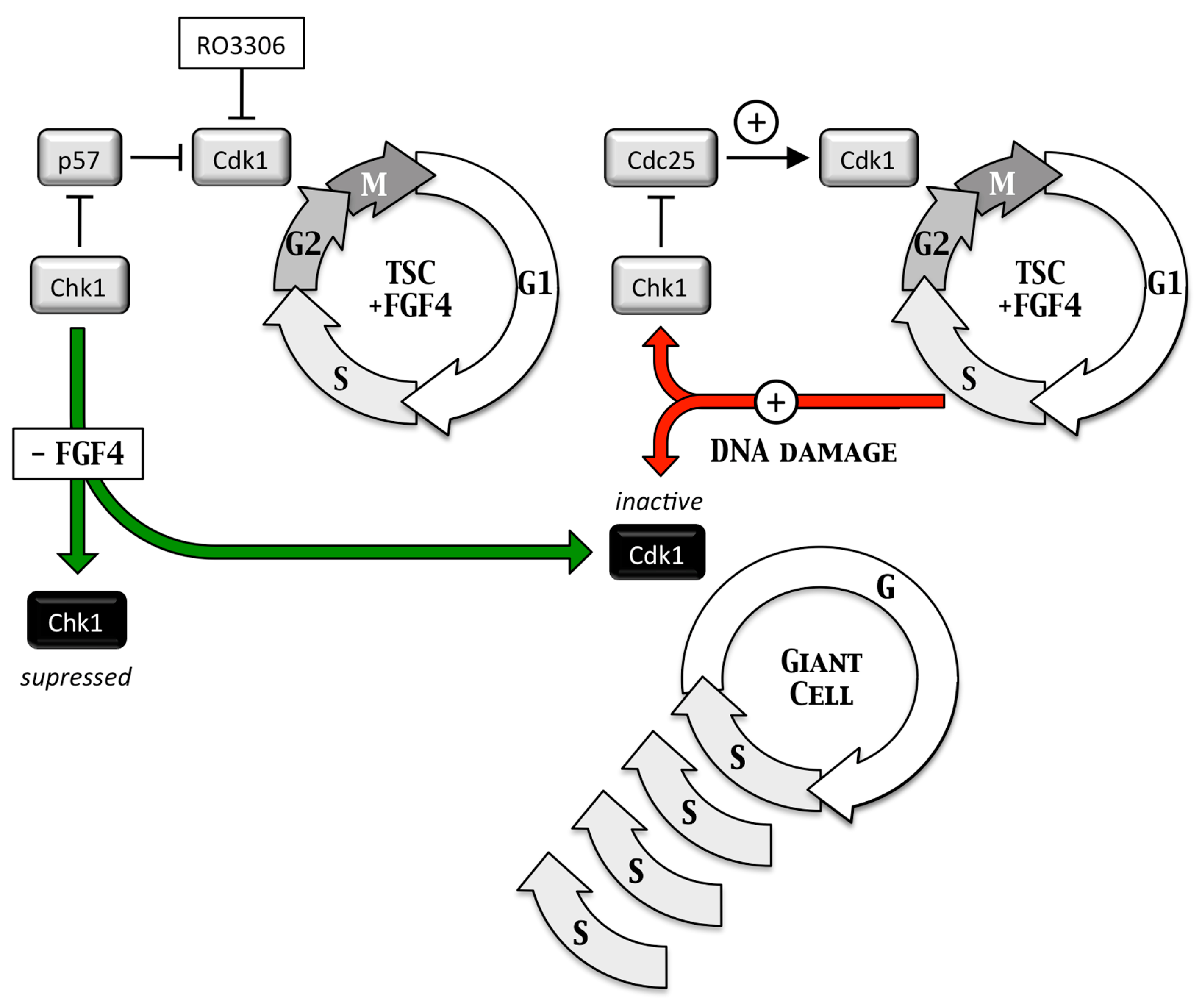 Genes 08 00045 g006