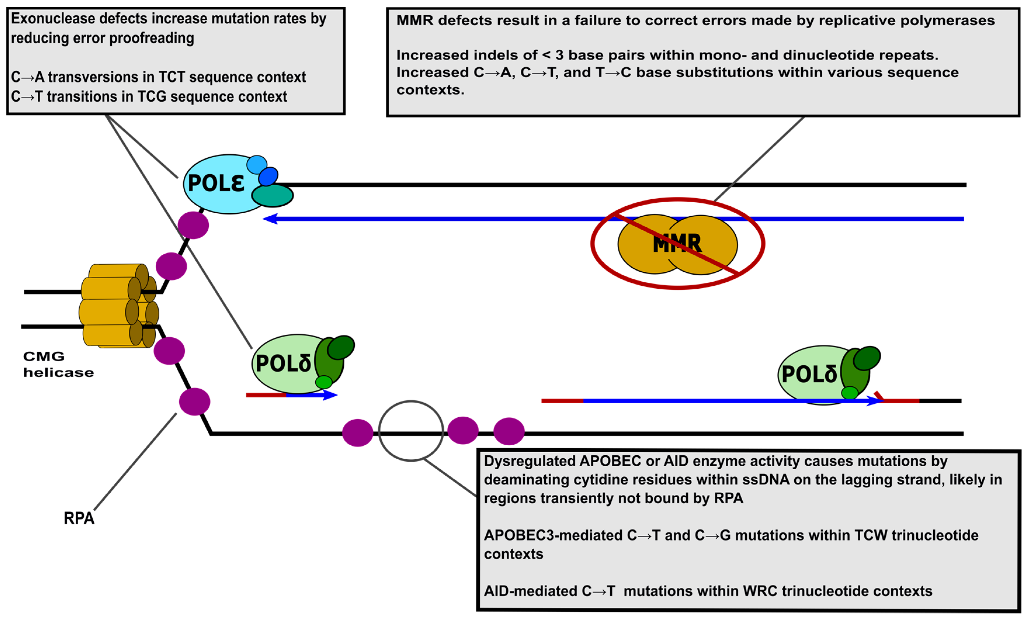 Genes | Free Full-Text | Risks at the DNA Replication Fork: Effects upon Carcinogenesis and Tumor Heterogeneity Genes | Free Full-Text | Risks at the DNA Replication Fork: Effects upon Carcinogenesis and Tumor Heterogeneity