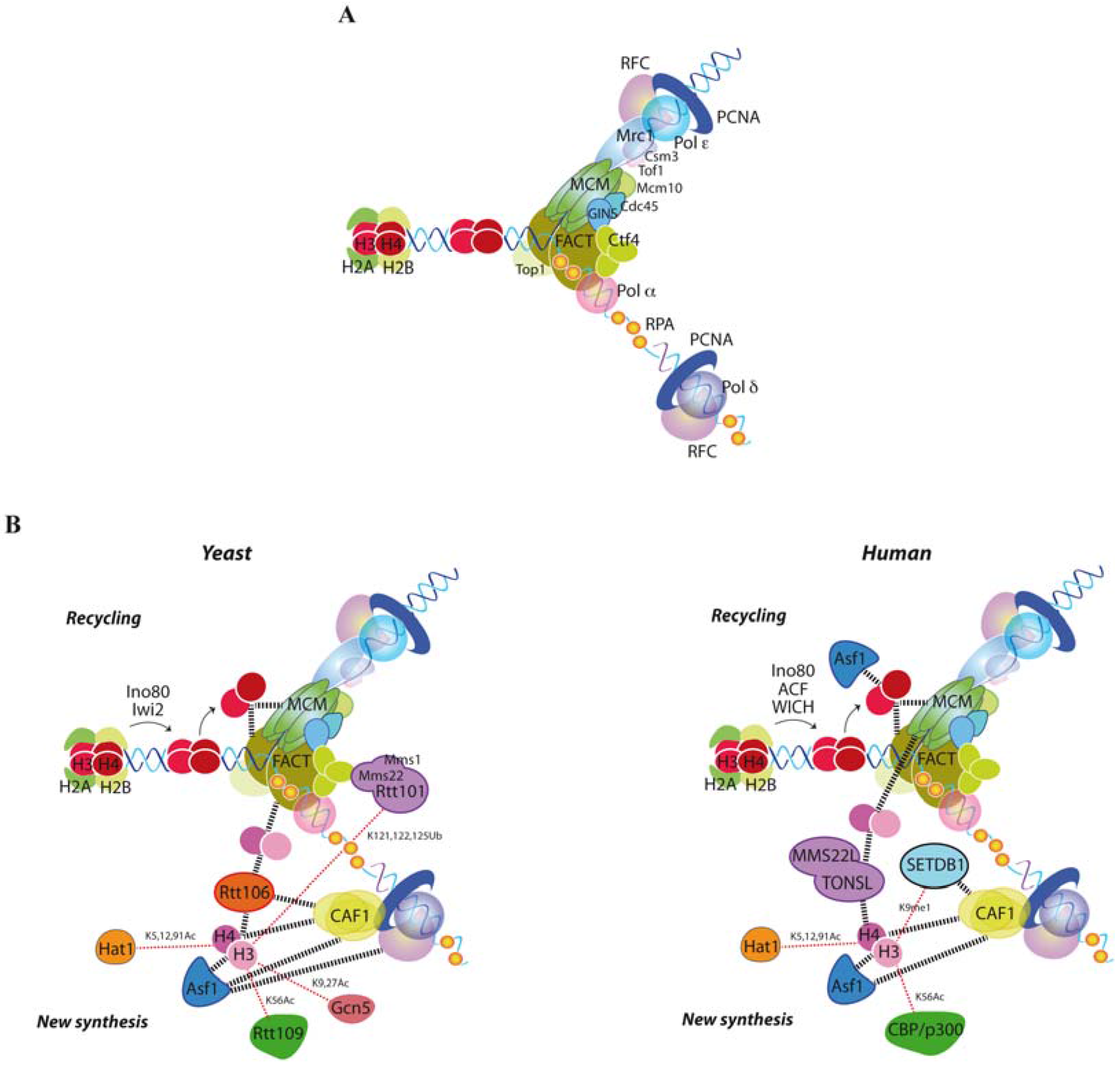 Stable inheritance of H3.3-containing nucleosomes during mitotic cell  divisions