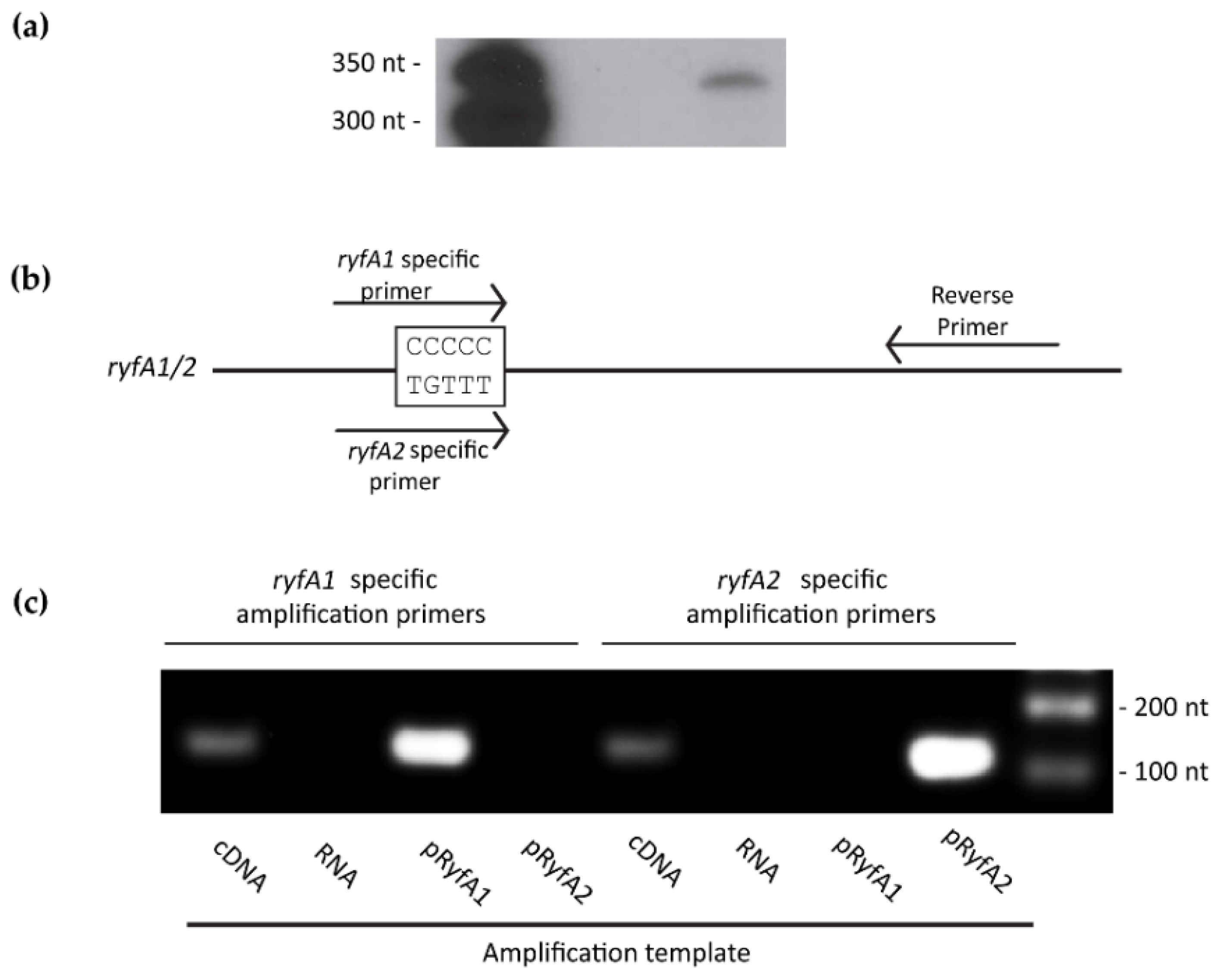 Genes 08 00050 g003