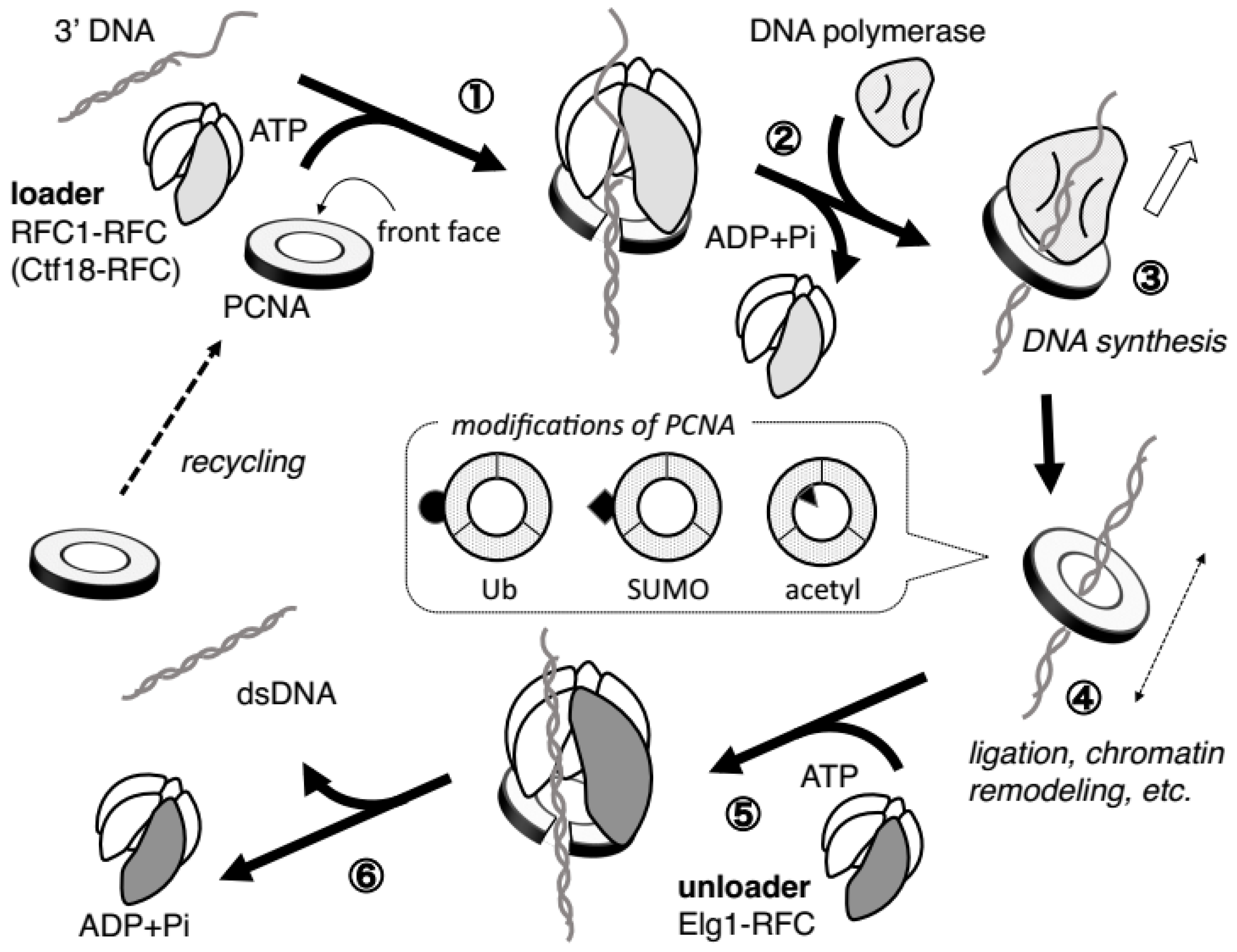 Genes 08 00052 g002