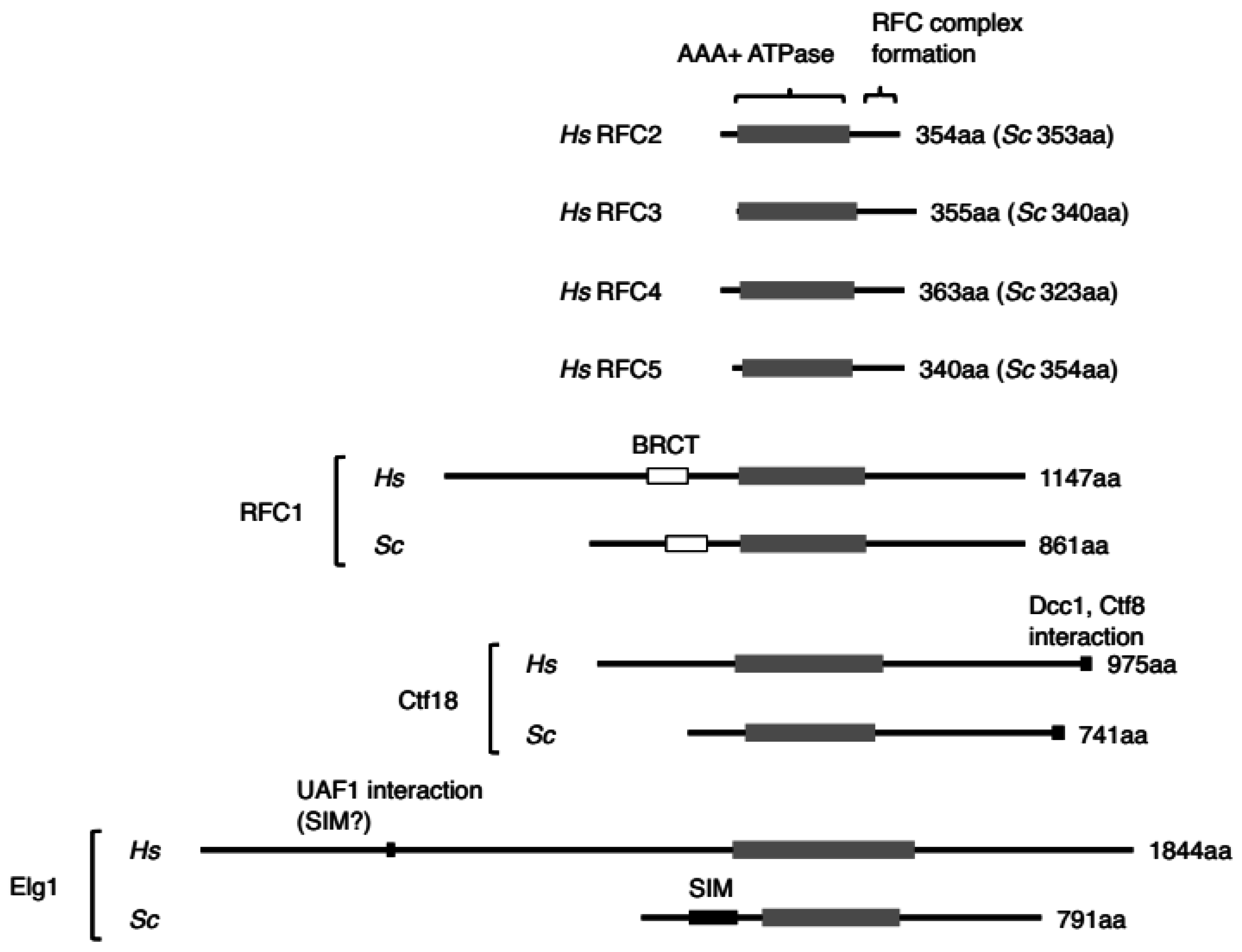Genes 08 00052 g003