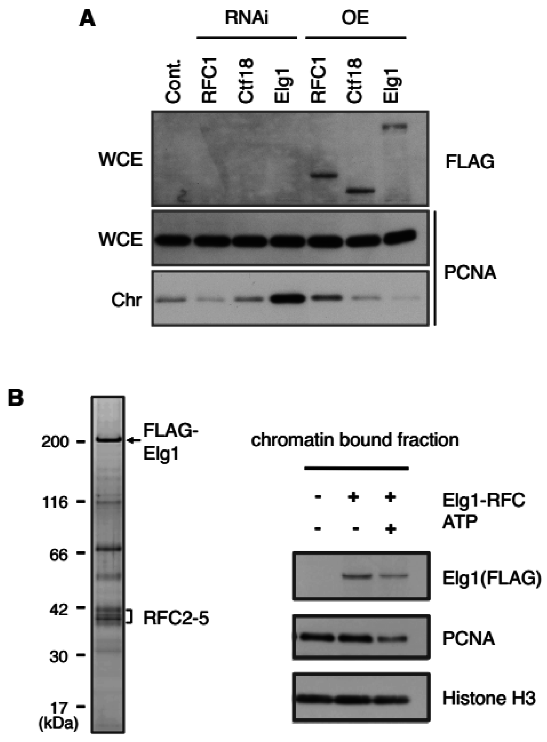 Genes 08 00052 g004