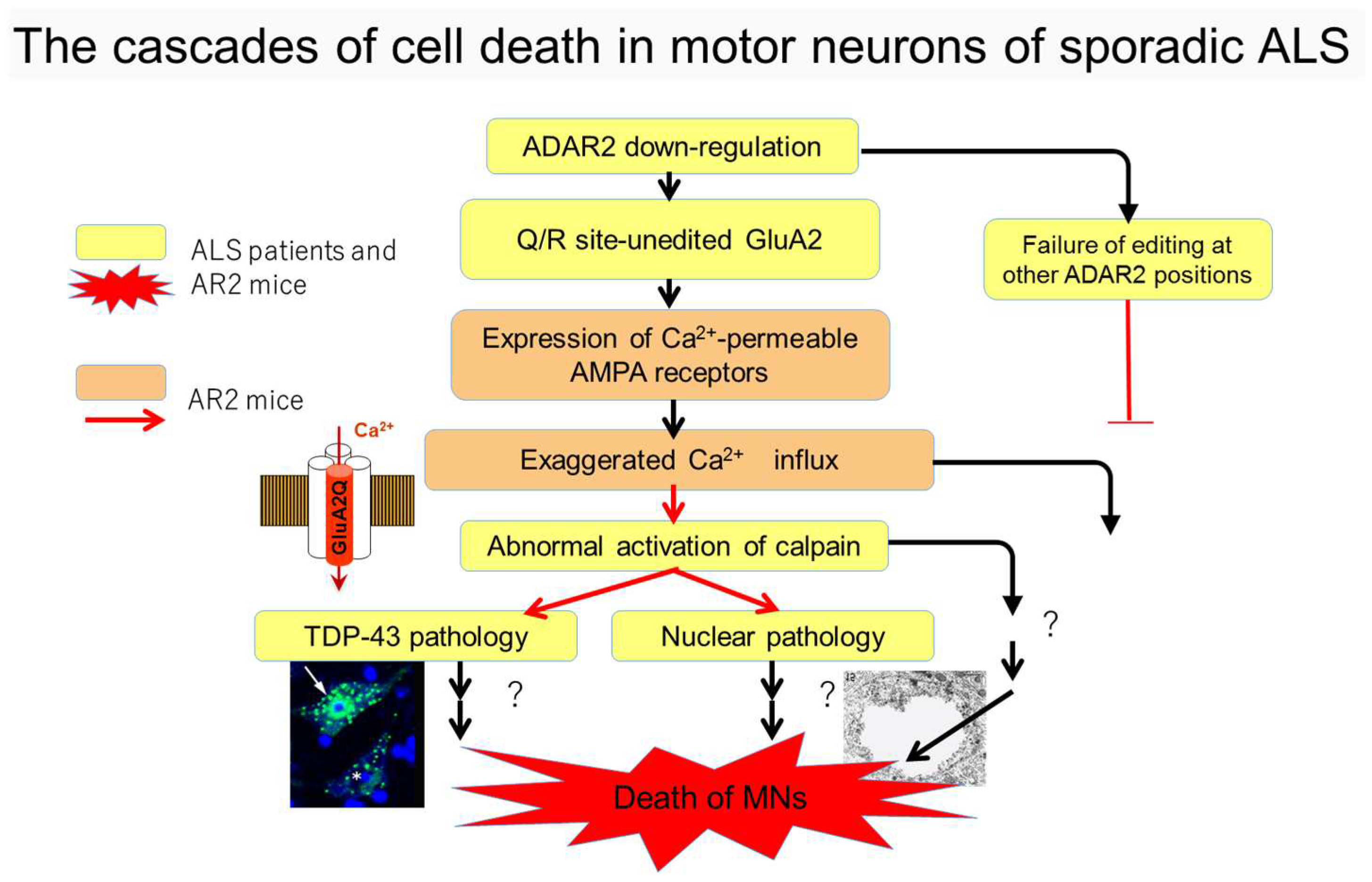 Genes Free Full Text Altered Intracellular Milieu Of Adar2 Altered Intracellular Milieu Of Adar2