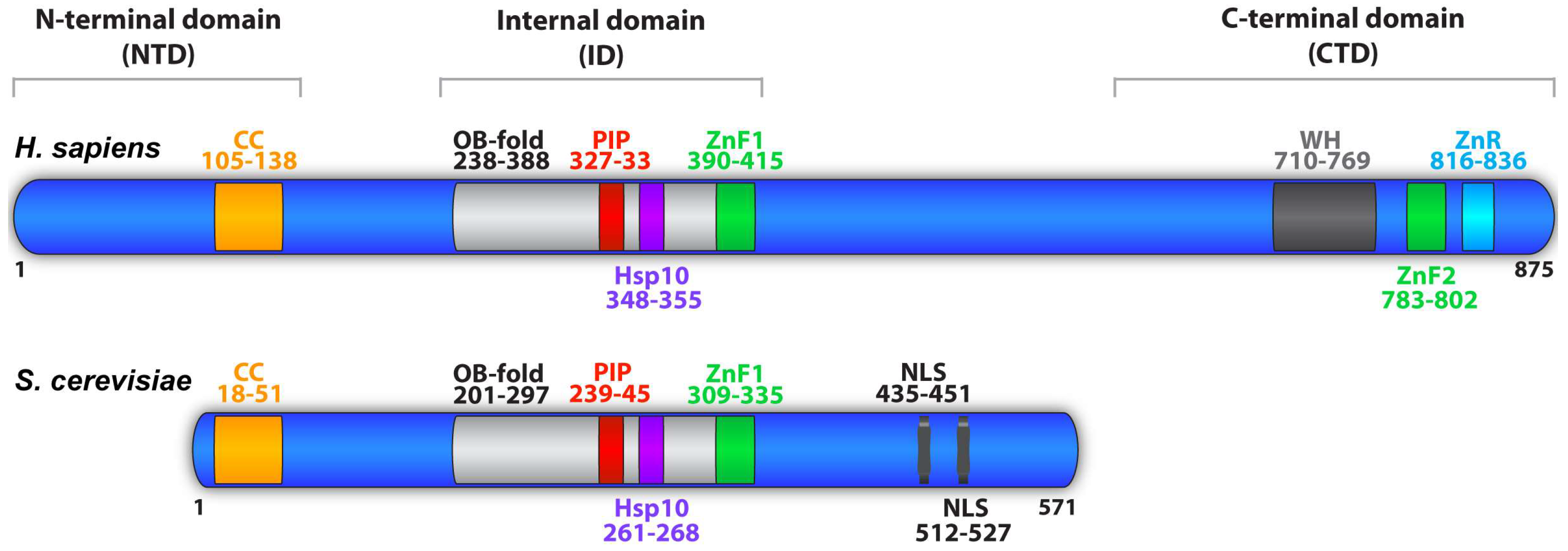 Mcm10: A Dynamic Scaffold at Eukaryotic Replication Forks