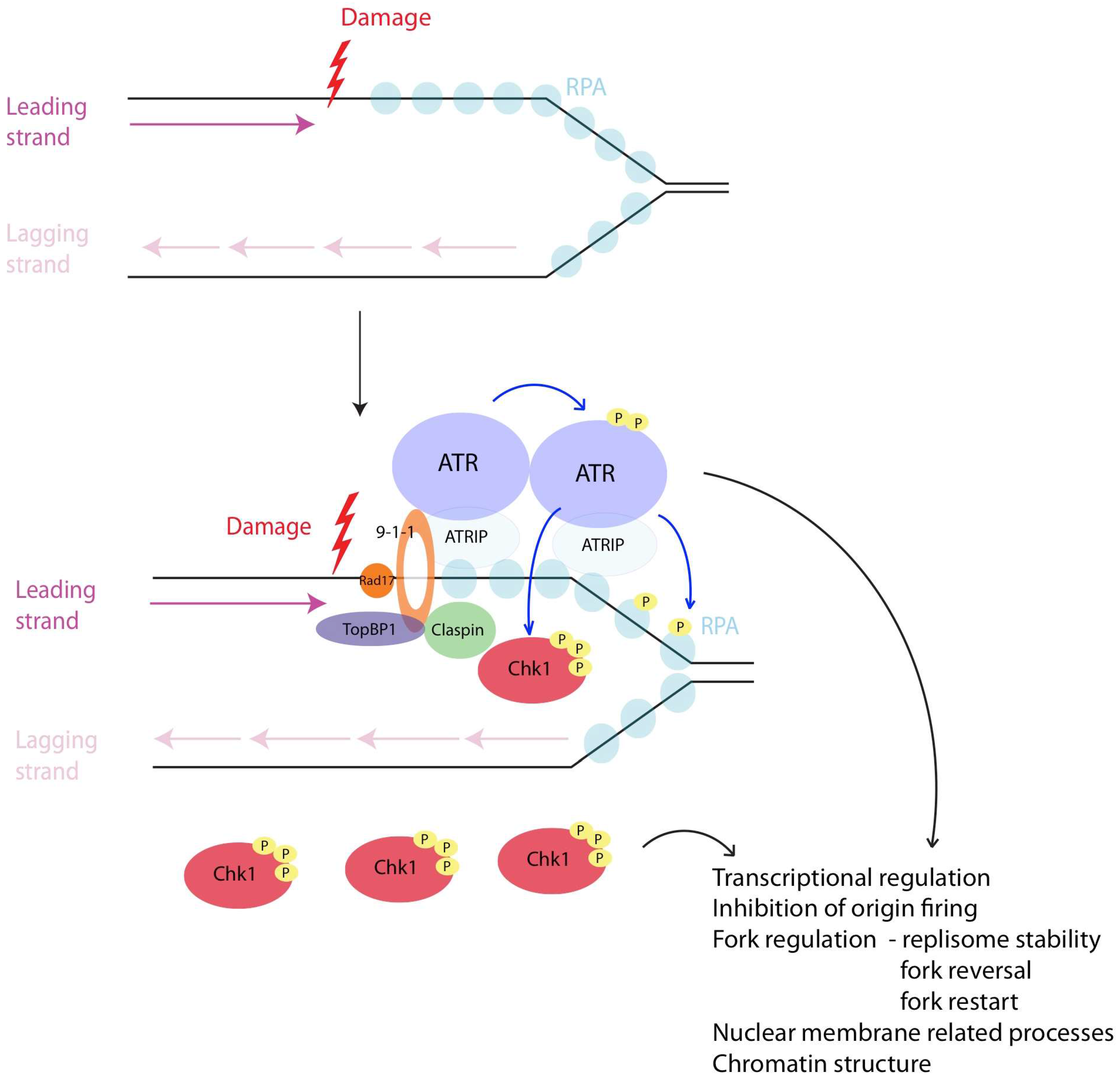 Genes 08 00074 g001
