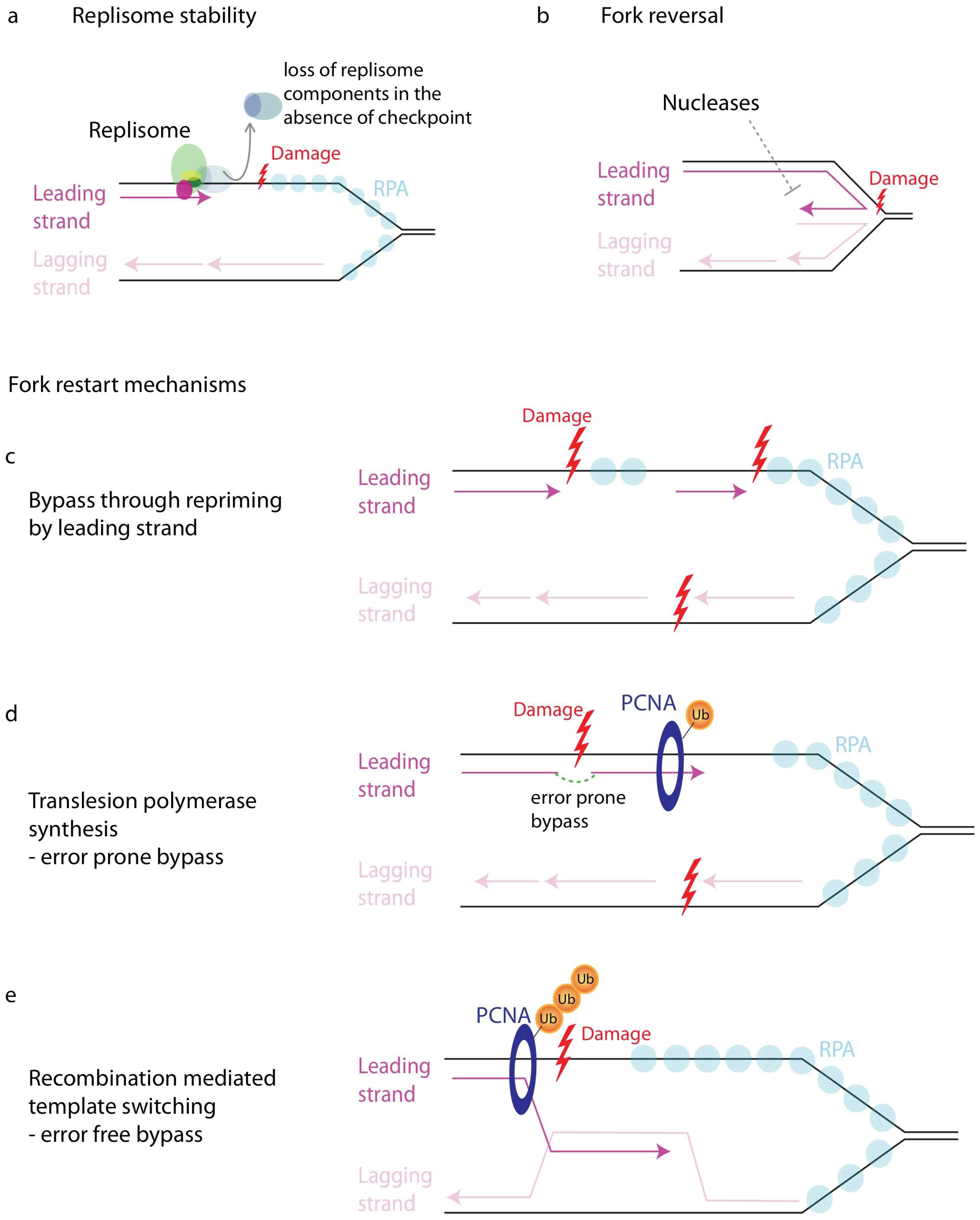 Genes 08 00074 g002