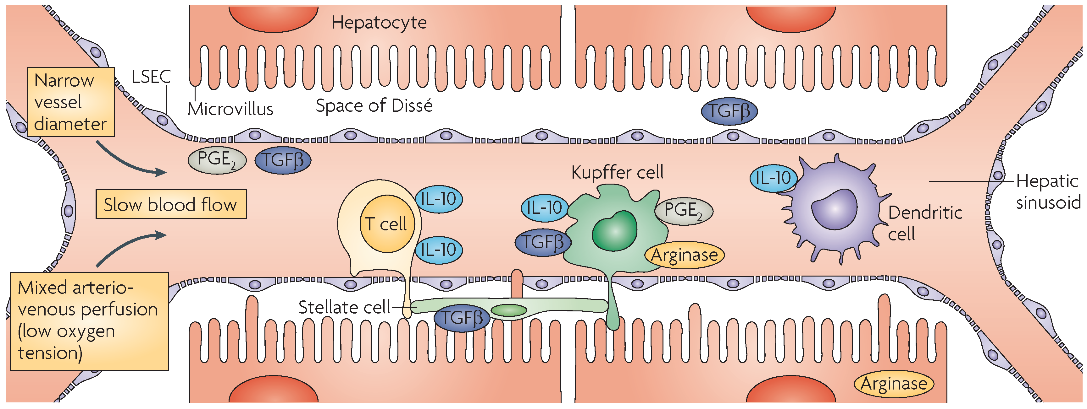 Genes 08 00076 g001
