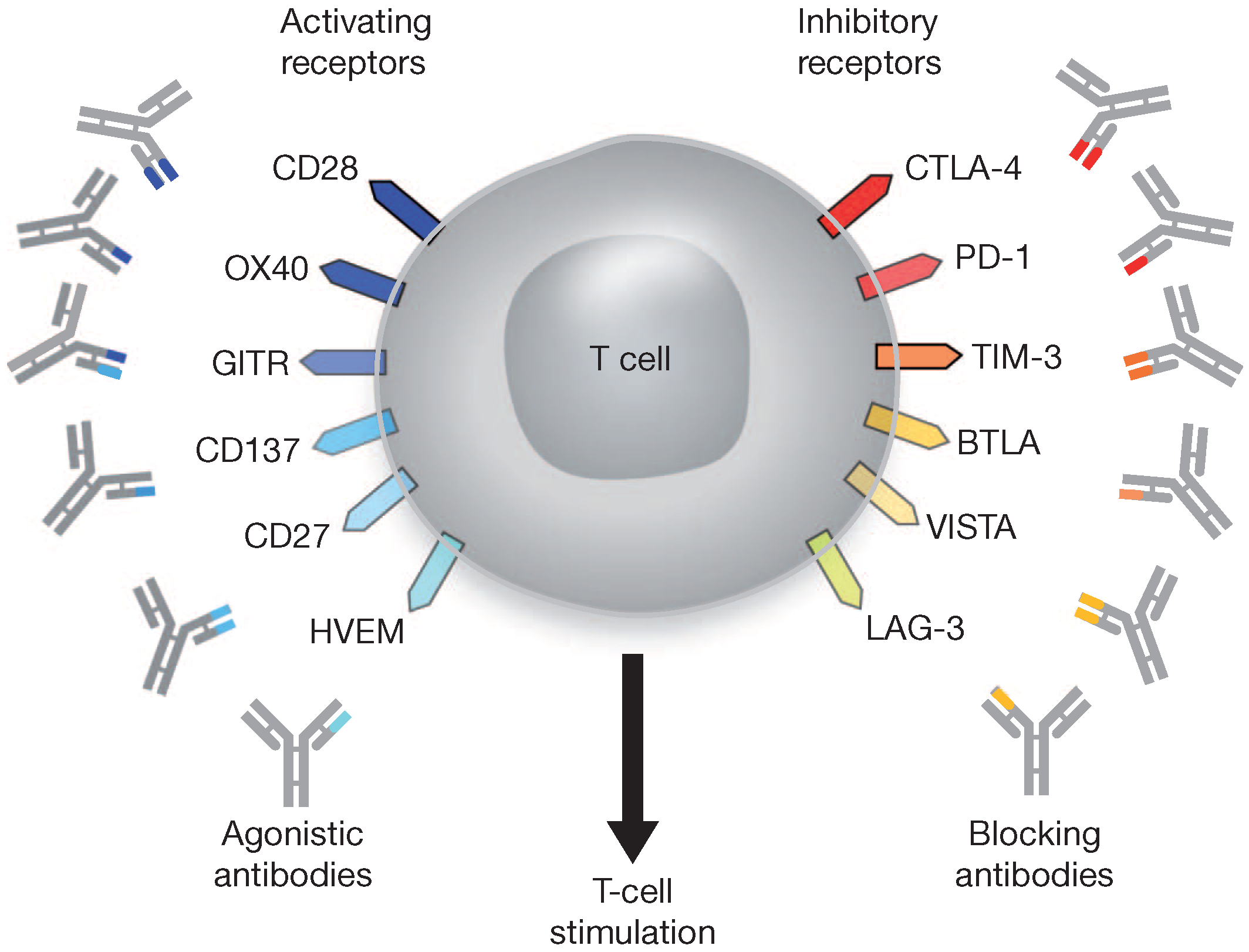Genes 08 00076 g003