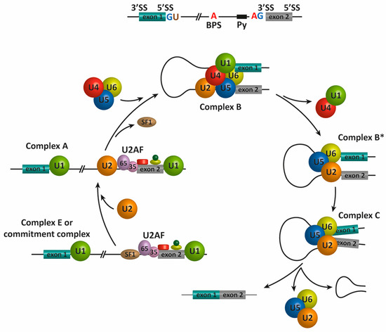 genes special issue therapeutic alternative splicing antisense oligonucleotides