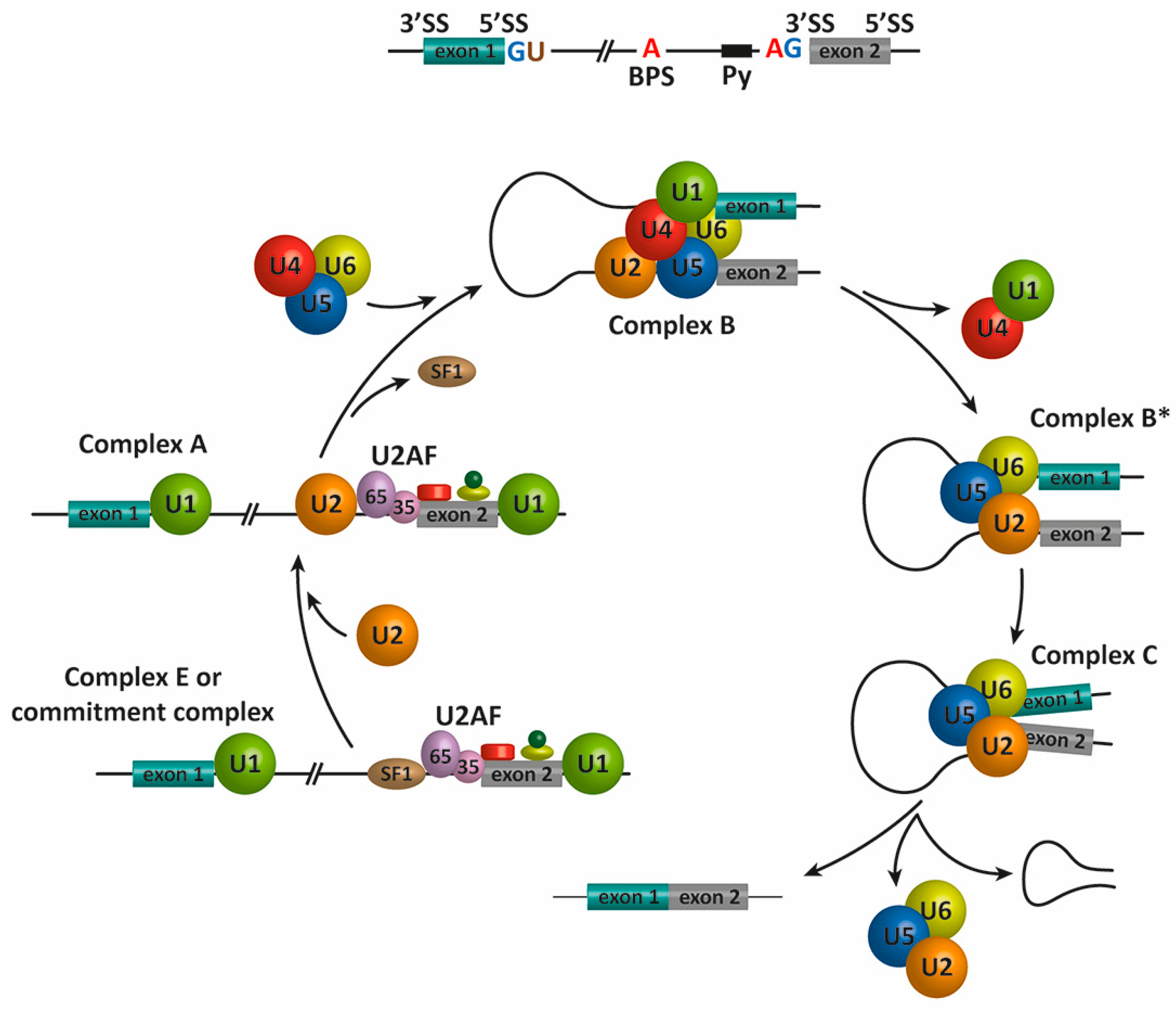 Genes 08 00087 g001